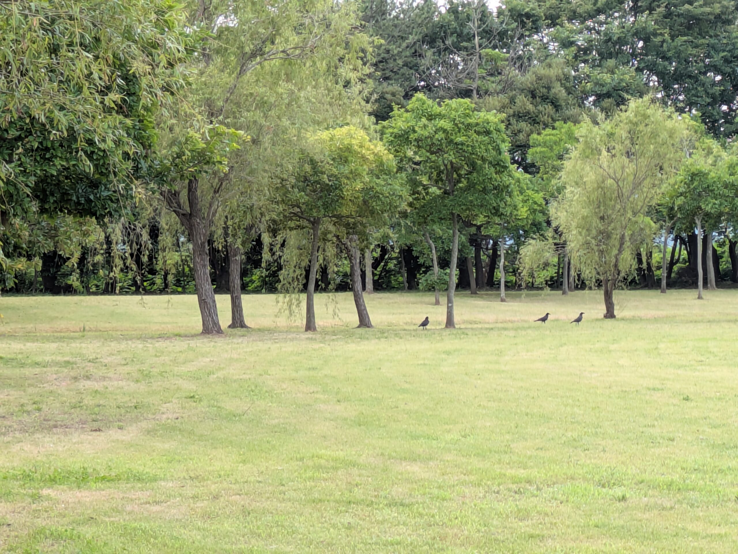 石川県金沢市のこなん水辺公園の芝生エリア。多くの野鳥が生息している