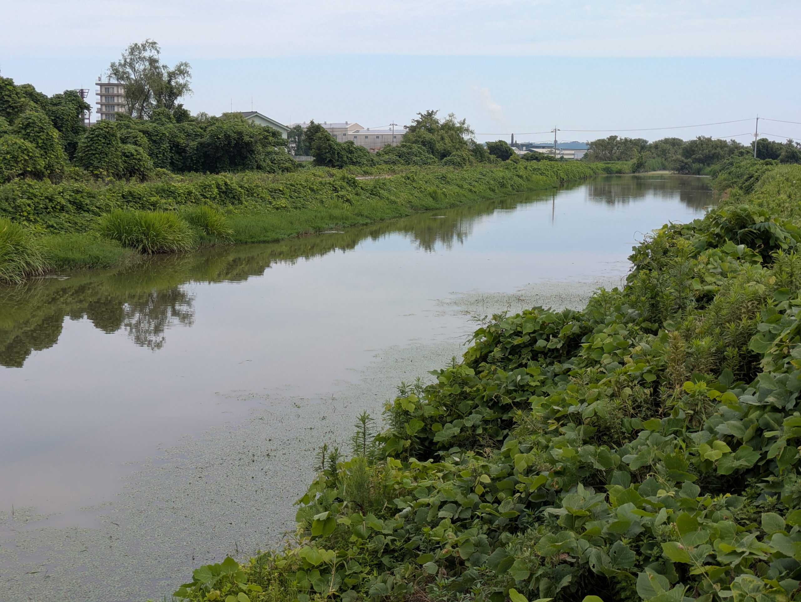 河北潟へつながっている金腐川。水量があり、多くの生態系がある