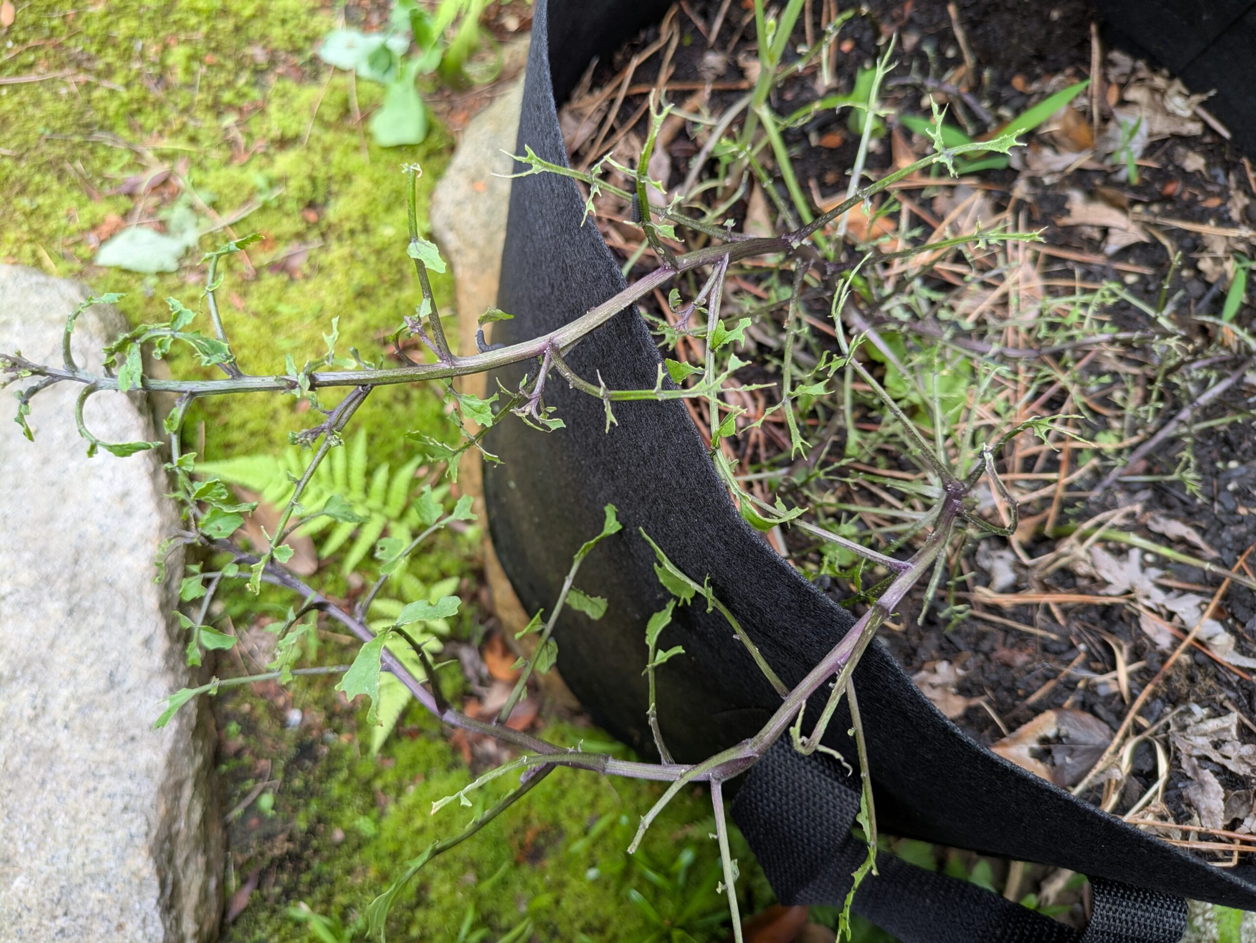 カブラハバチの幼虫の虫害に合い、葉のなくなったクレソン