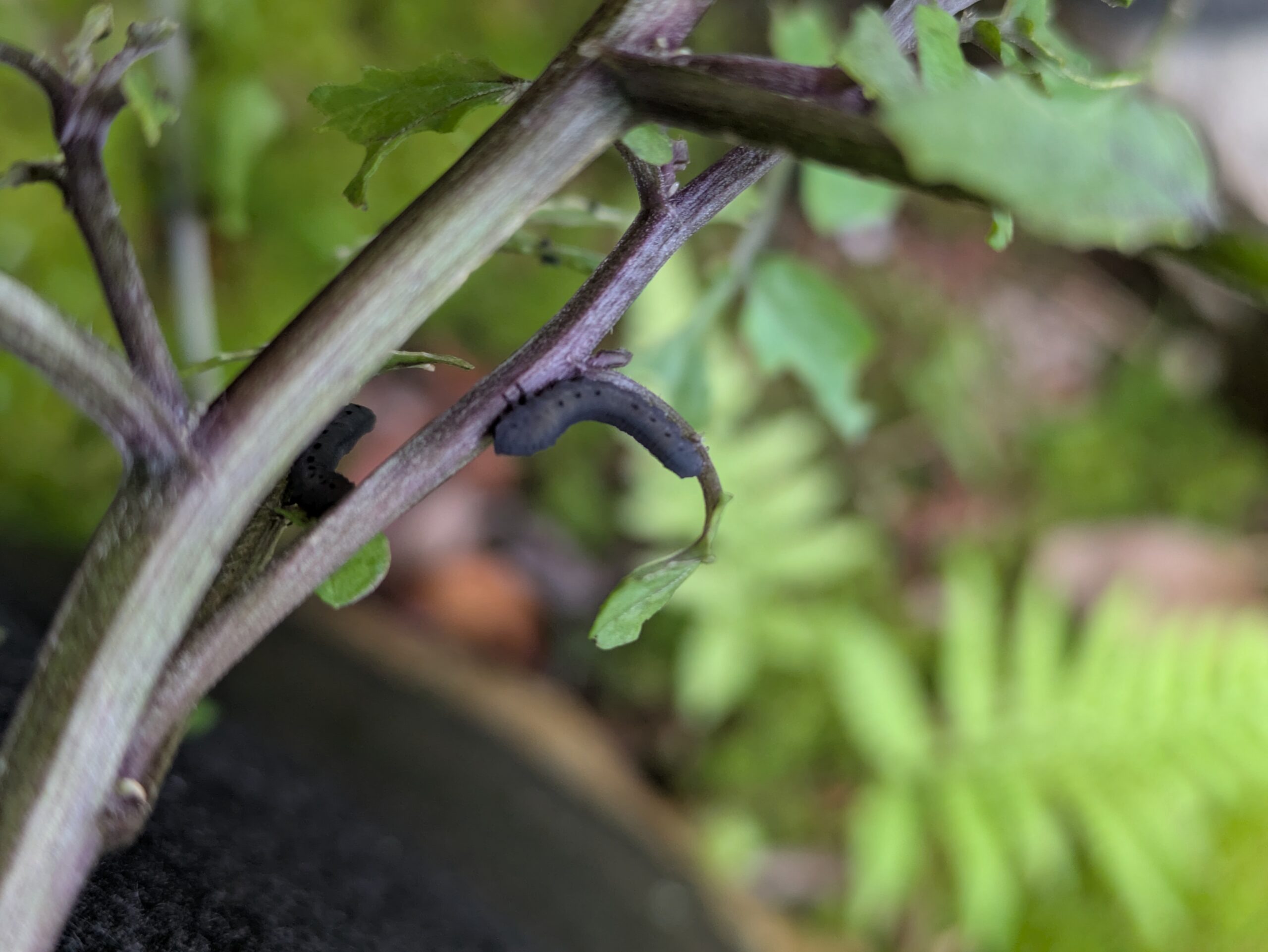 クレソンの葉を貪り食うカブラハバチの幼虫