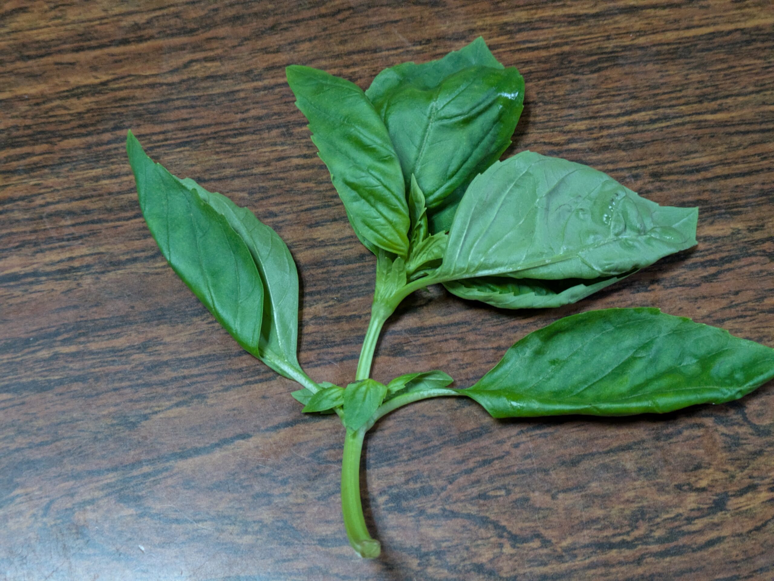 スーパーで購入したバジルを袋から出したもの