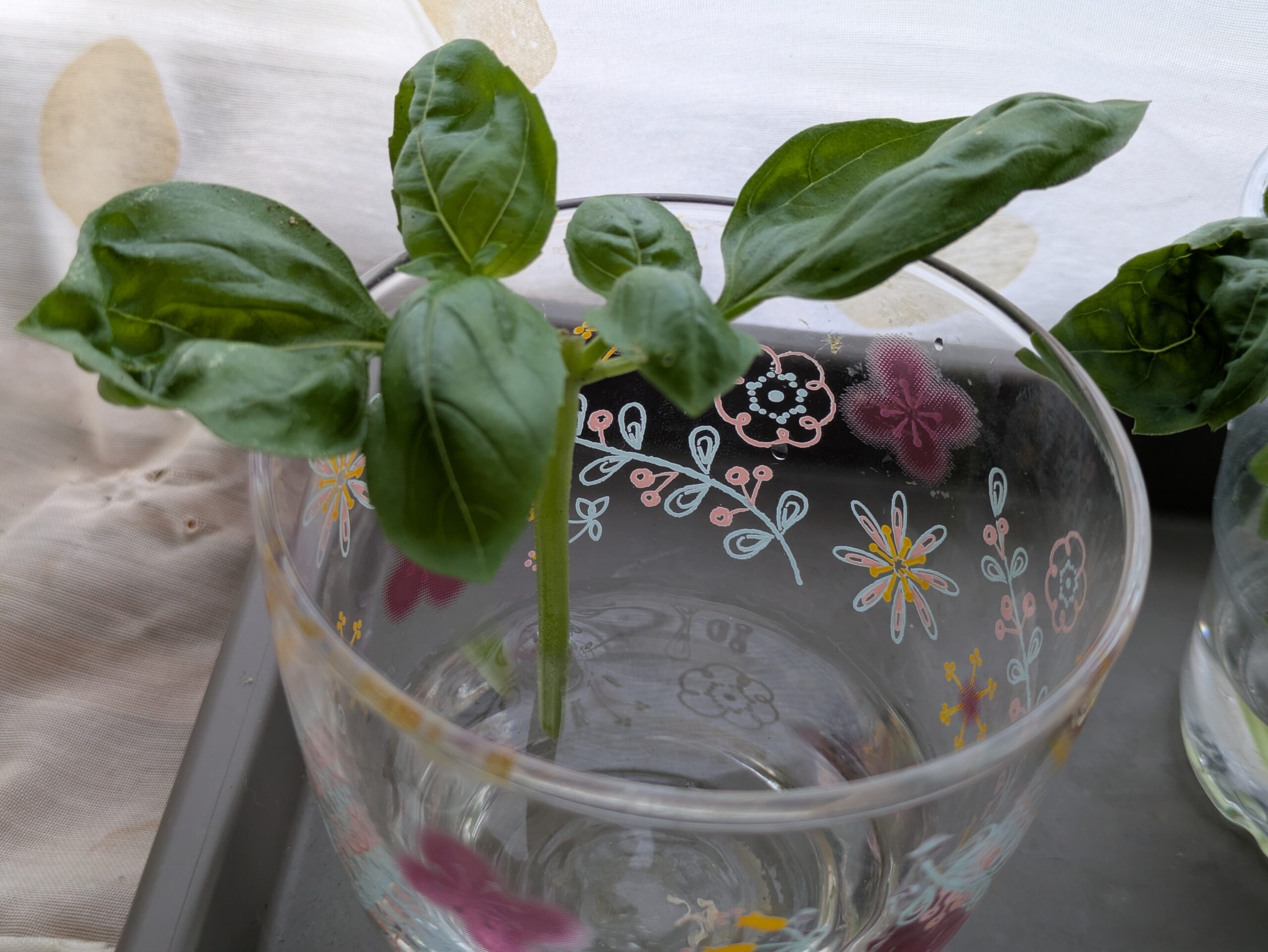 根出しさせるために摘芯させ水につけているバジル