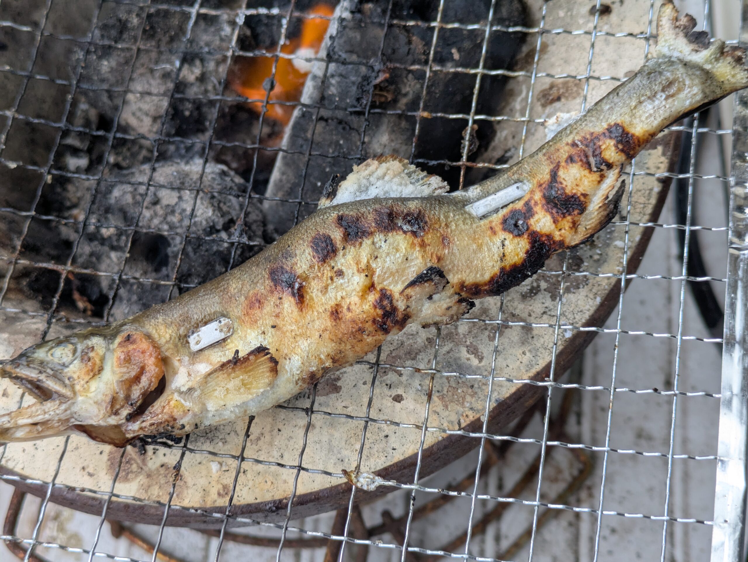 七輪で焼いた養殖アユの塩焼き