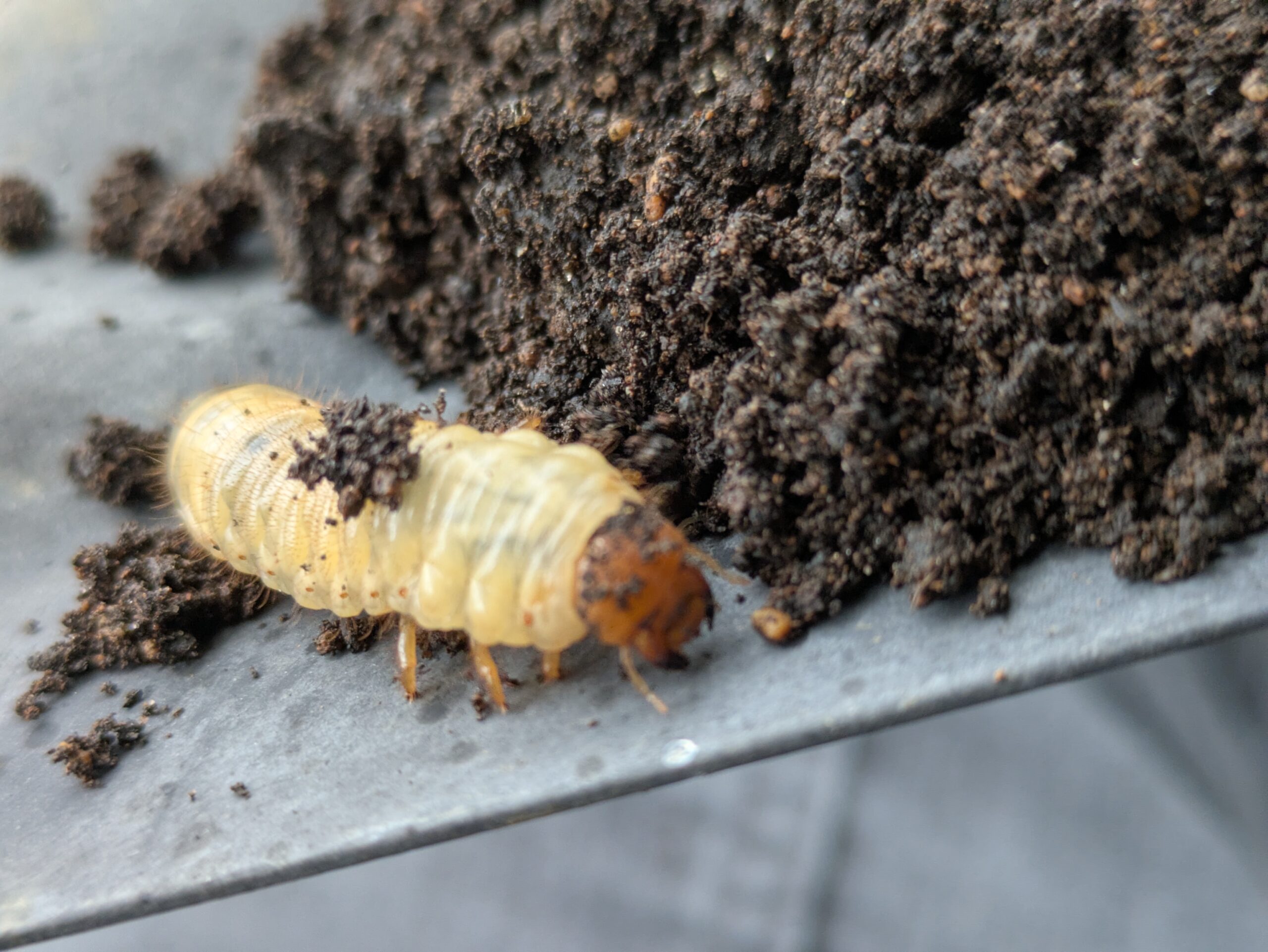 プランターから出てきたコガネムシ類の幼虫