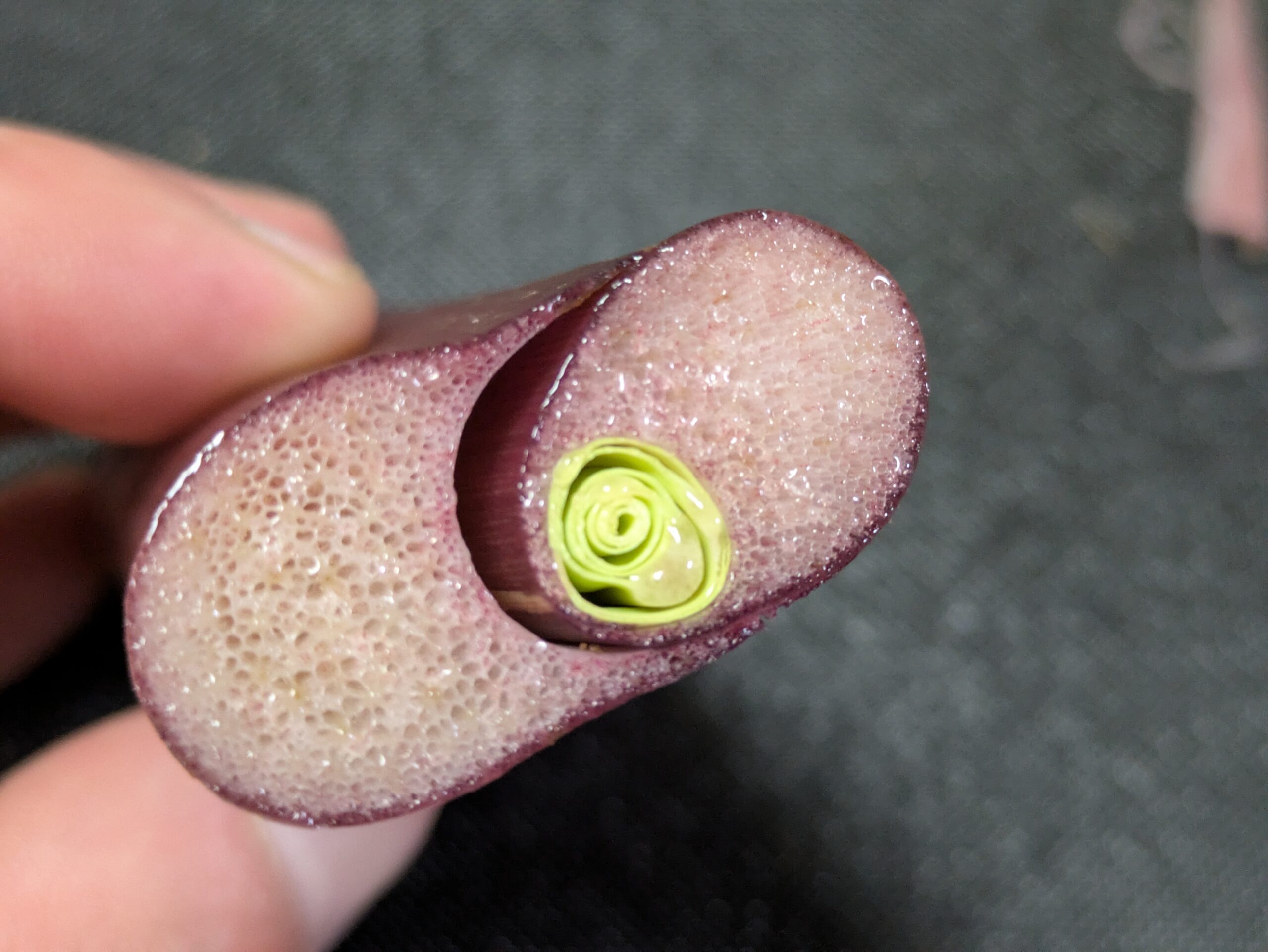 赤ずいきの断面。スポンジ状になっており中心には鮮やかな新緑色の若い茎が見えている