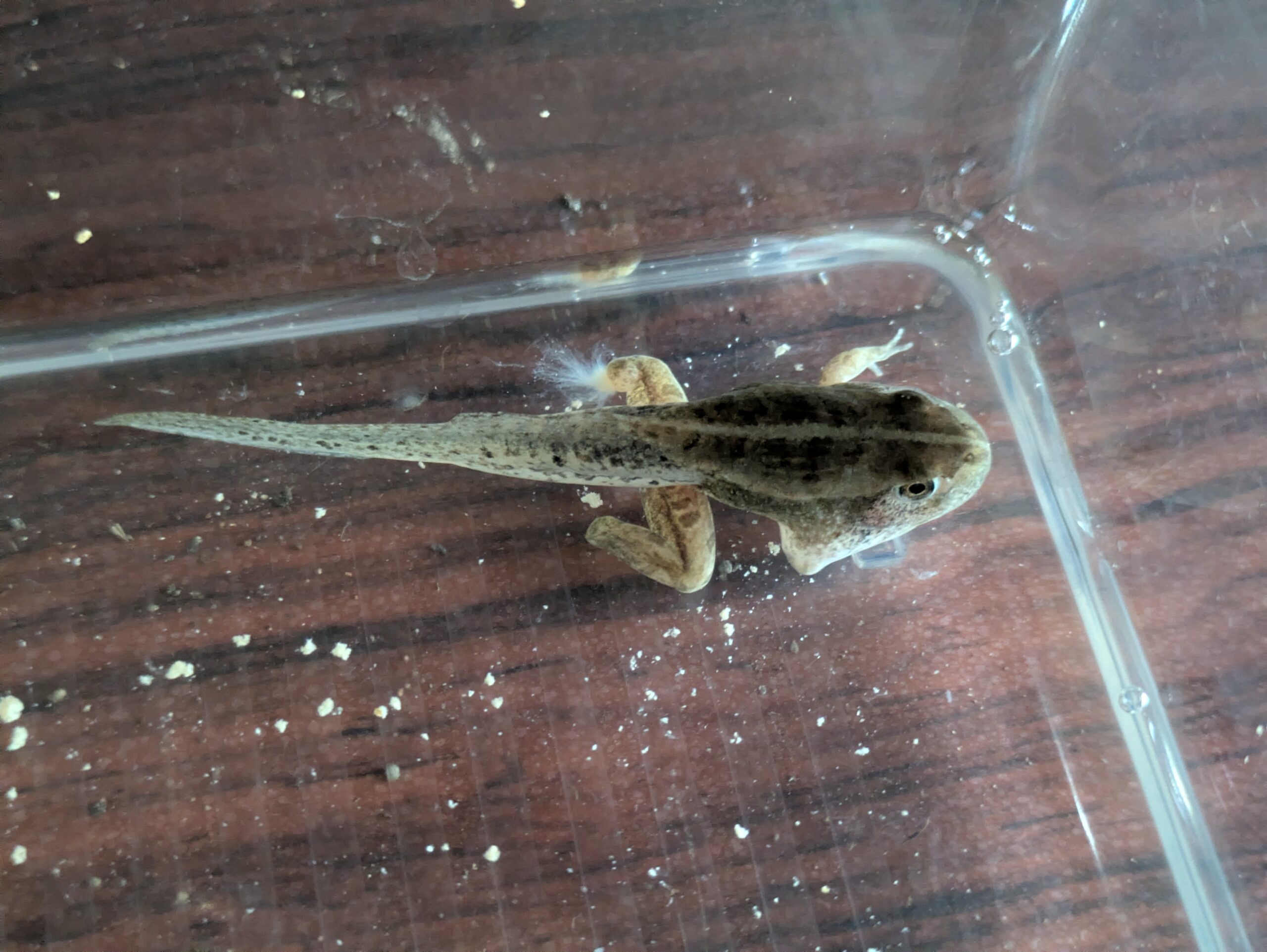 左手以外を欠損したトノサマガエルのオタマジャクシ