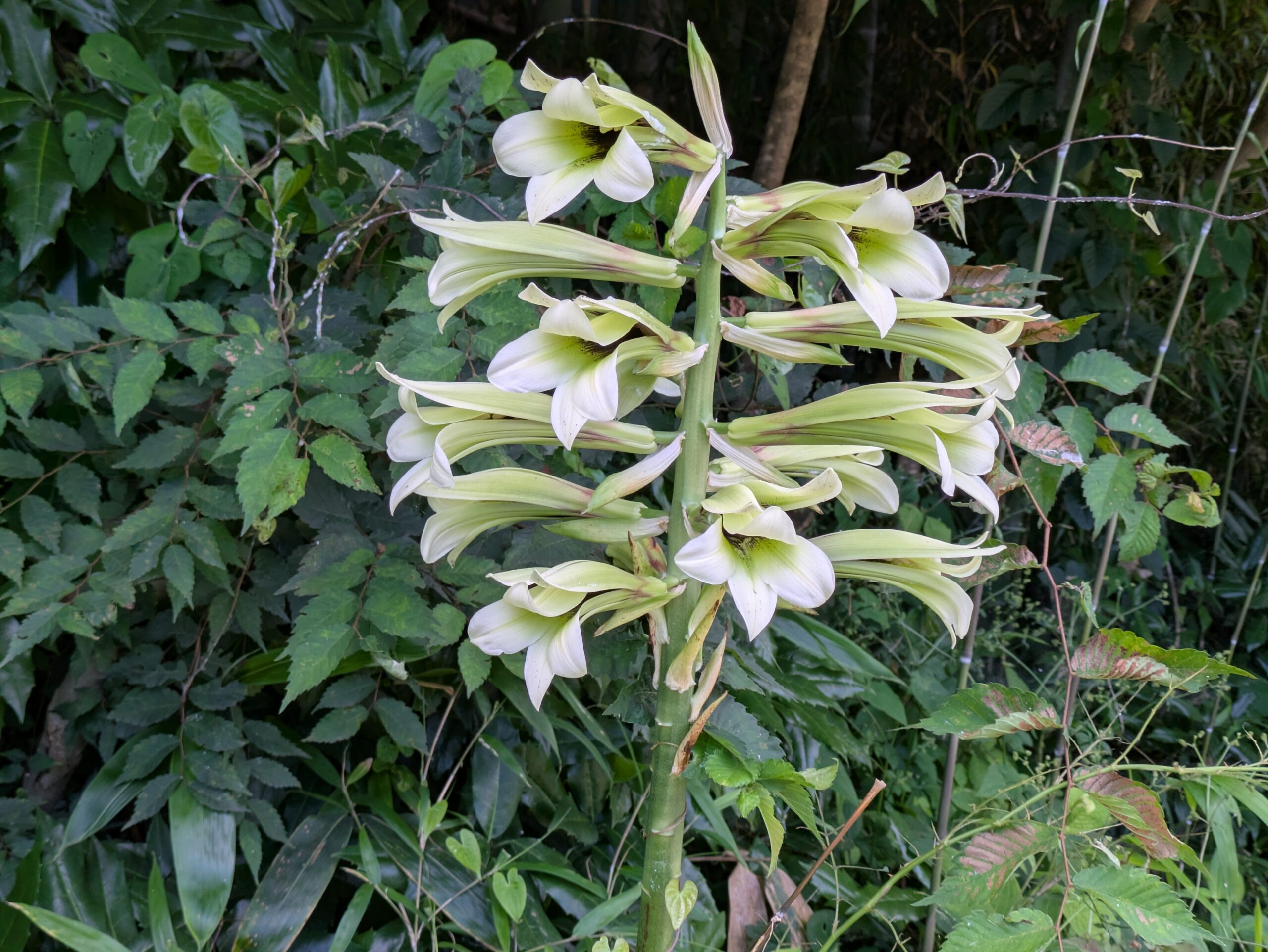 長い時を越え花が咲いたオオウバユリ。山に自生していた