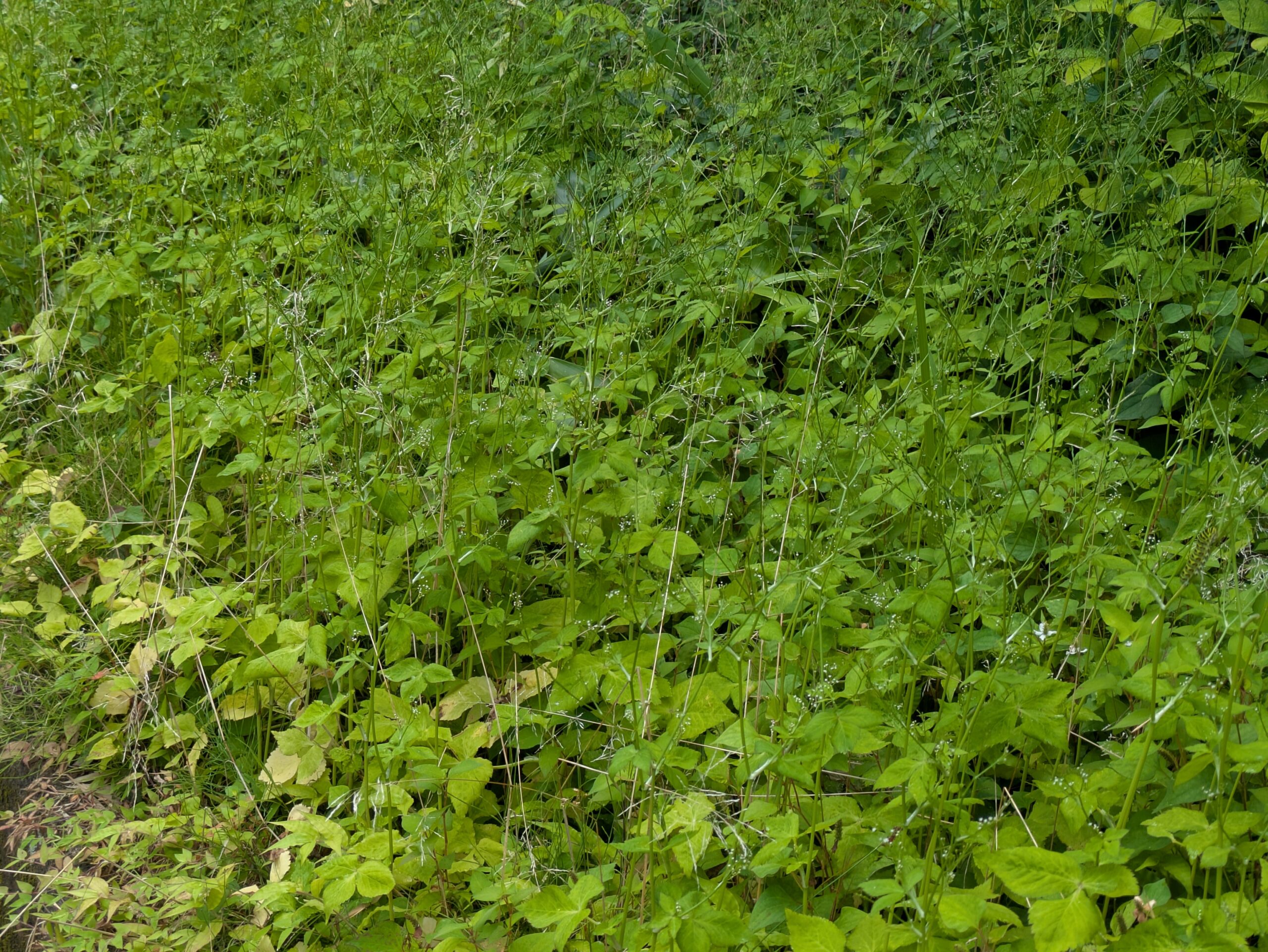 山に自生している三つ葉の群生。花が咲き香りが落ちているため食用には向かない