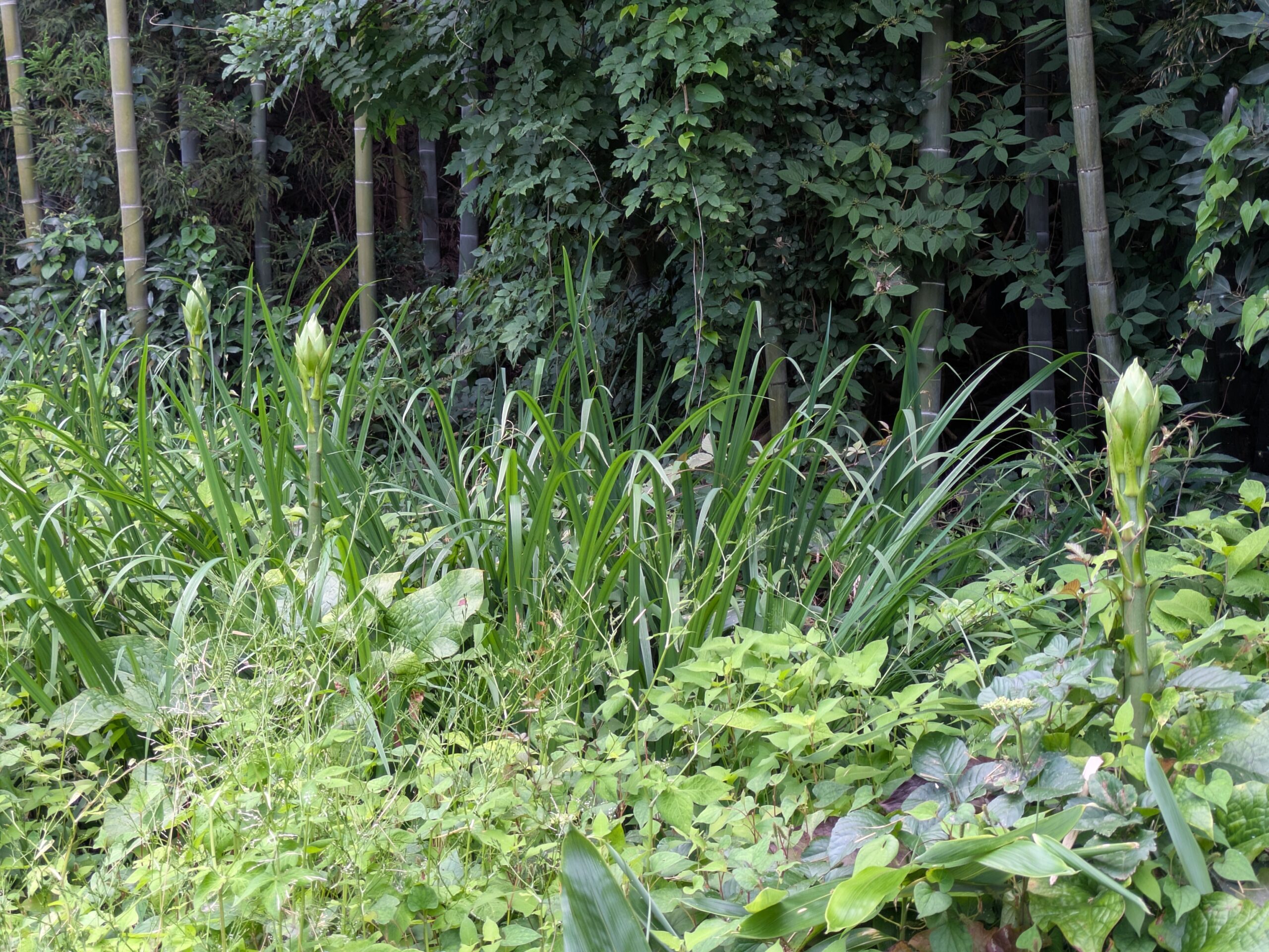 山に自生していたオオユバウリのつぼみ。
