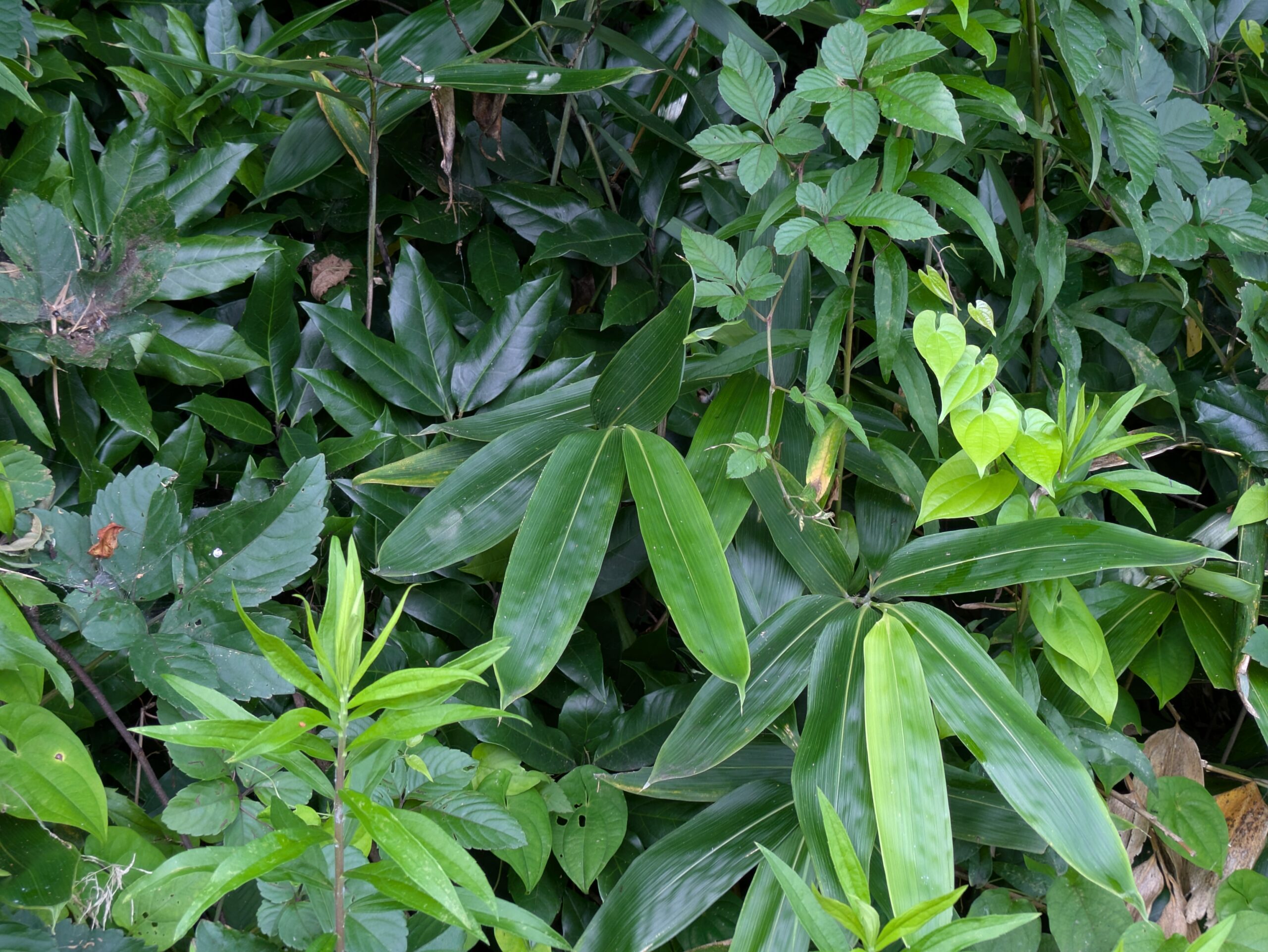 山道脇に自生している熊笹