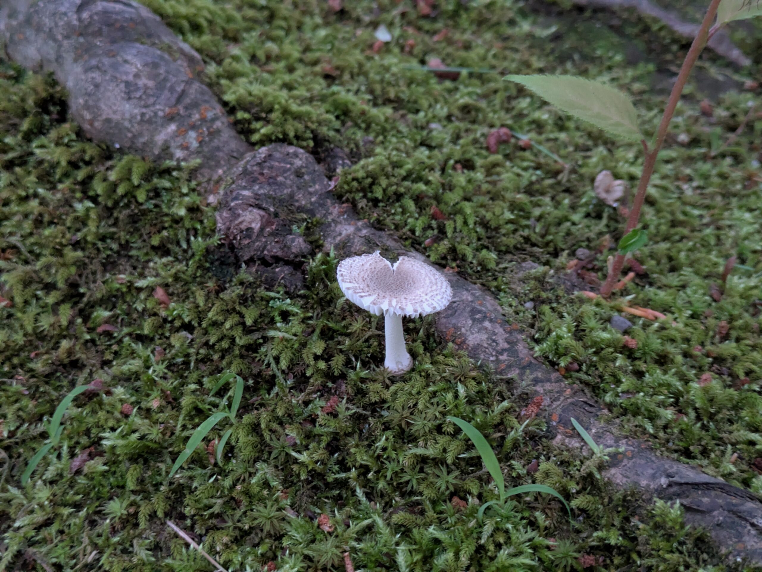 苔の上に生えるヒメコナカブリツルタケ