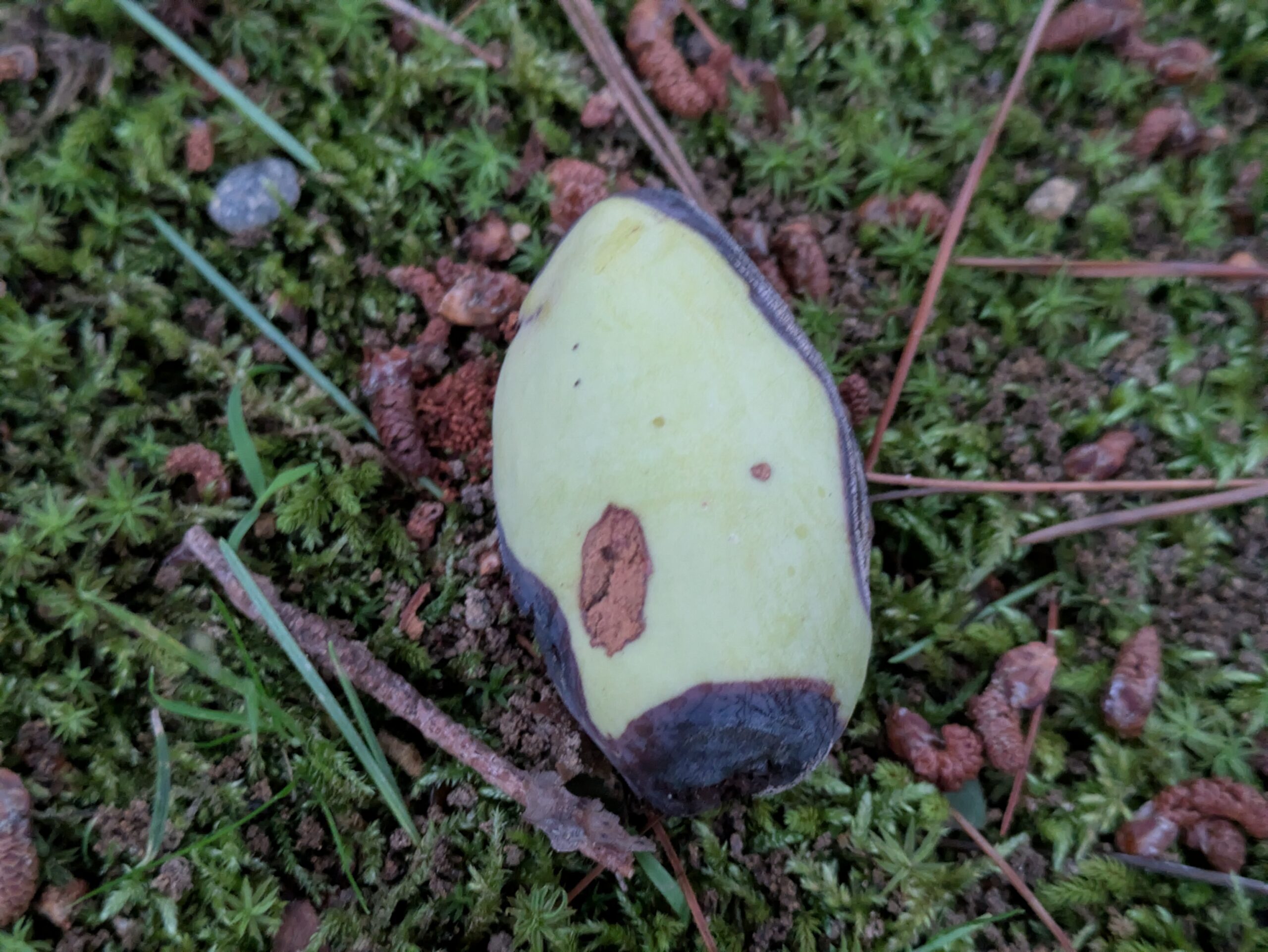苔の上に落ちていた緑色の木の実