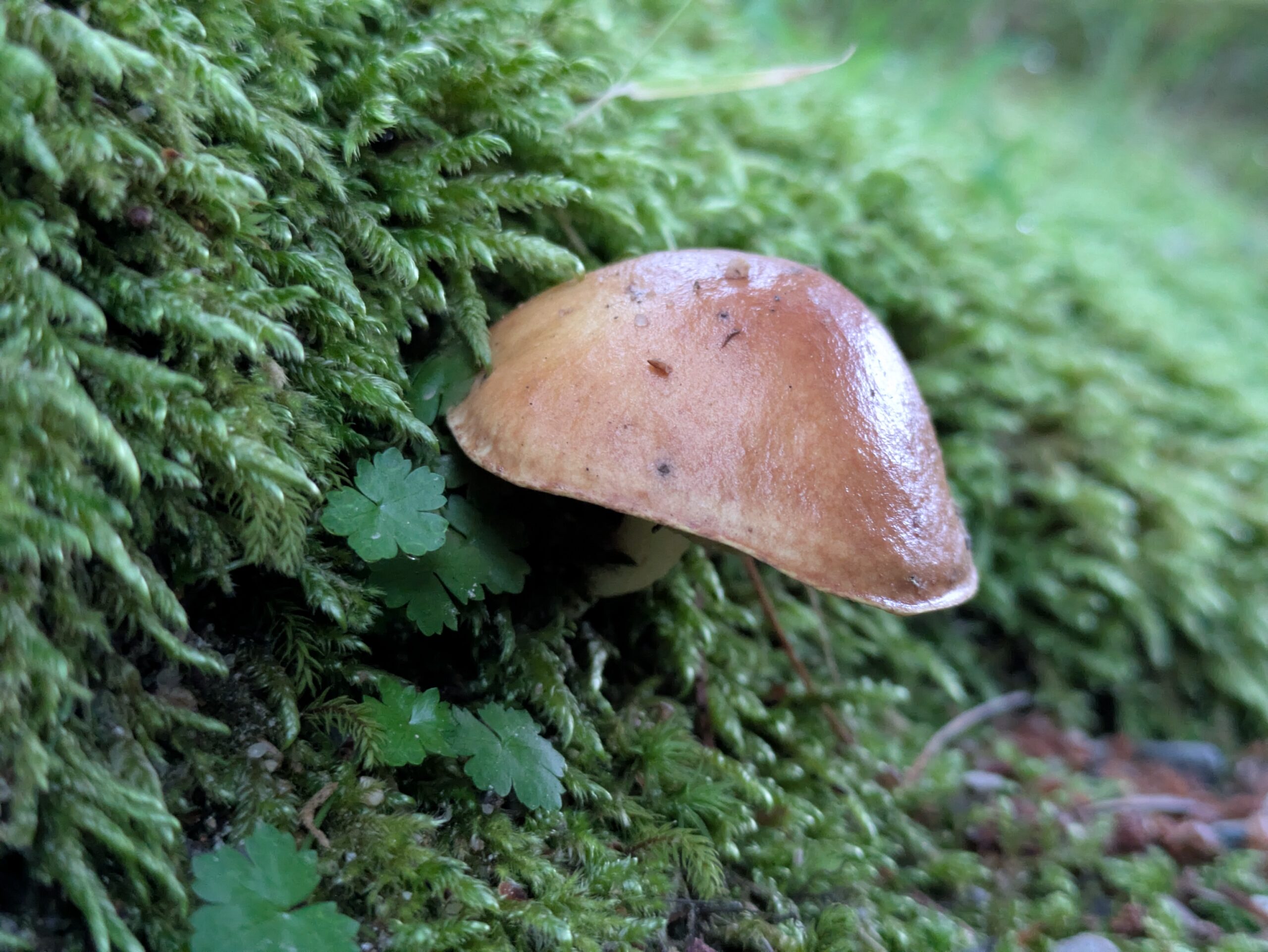 苔の斜面に生える茶色いイグチの仲間