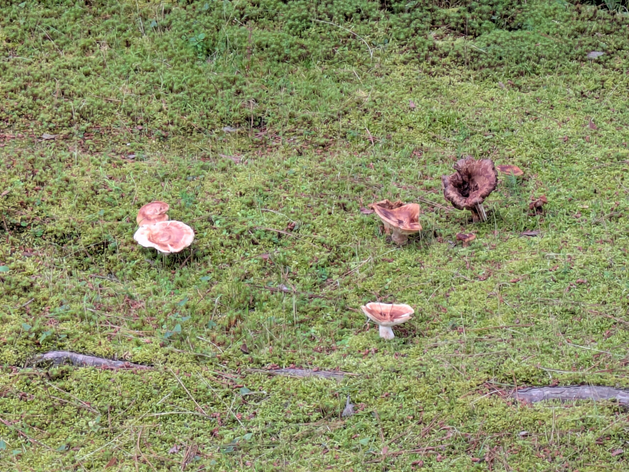 苔の上に生えるクロハツモドキの若い個体から成熟した個体