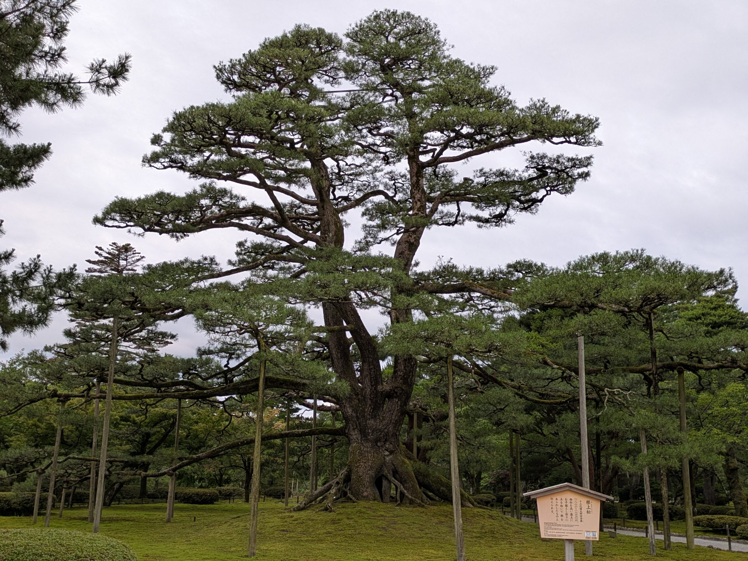 兼六園の名木・根上松