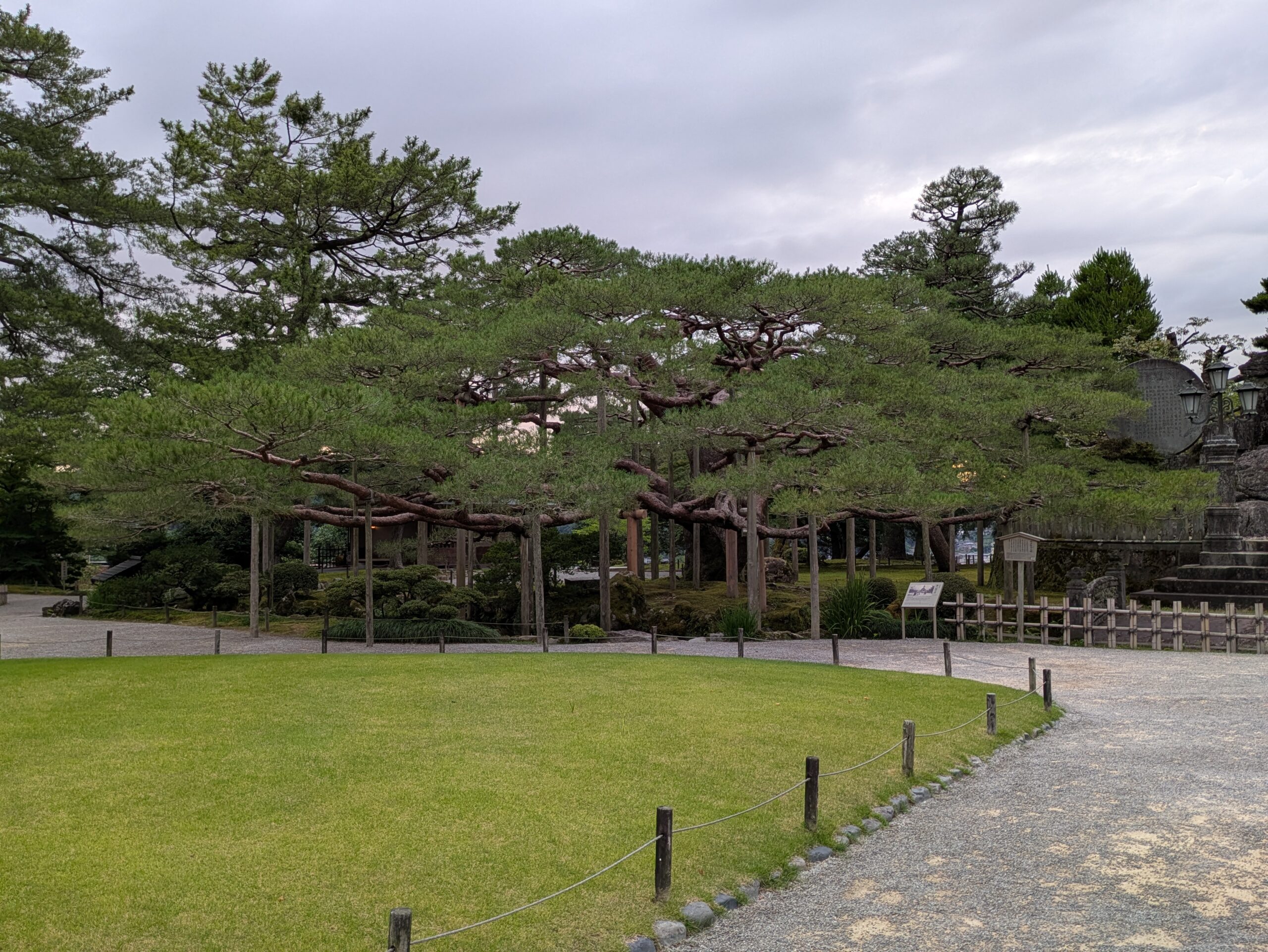 兼六園の松の名木の全景。大きく横に広がっている
