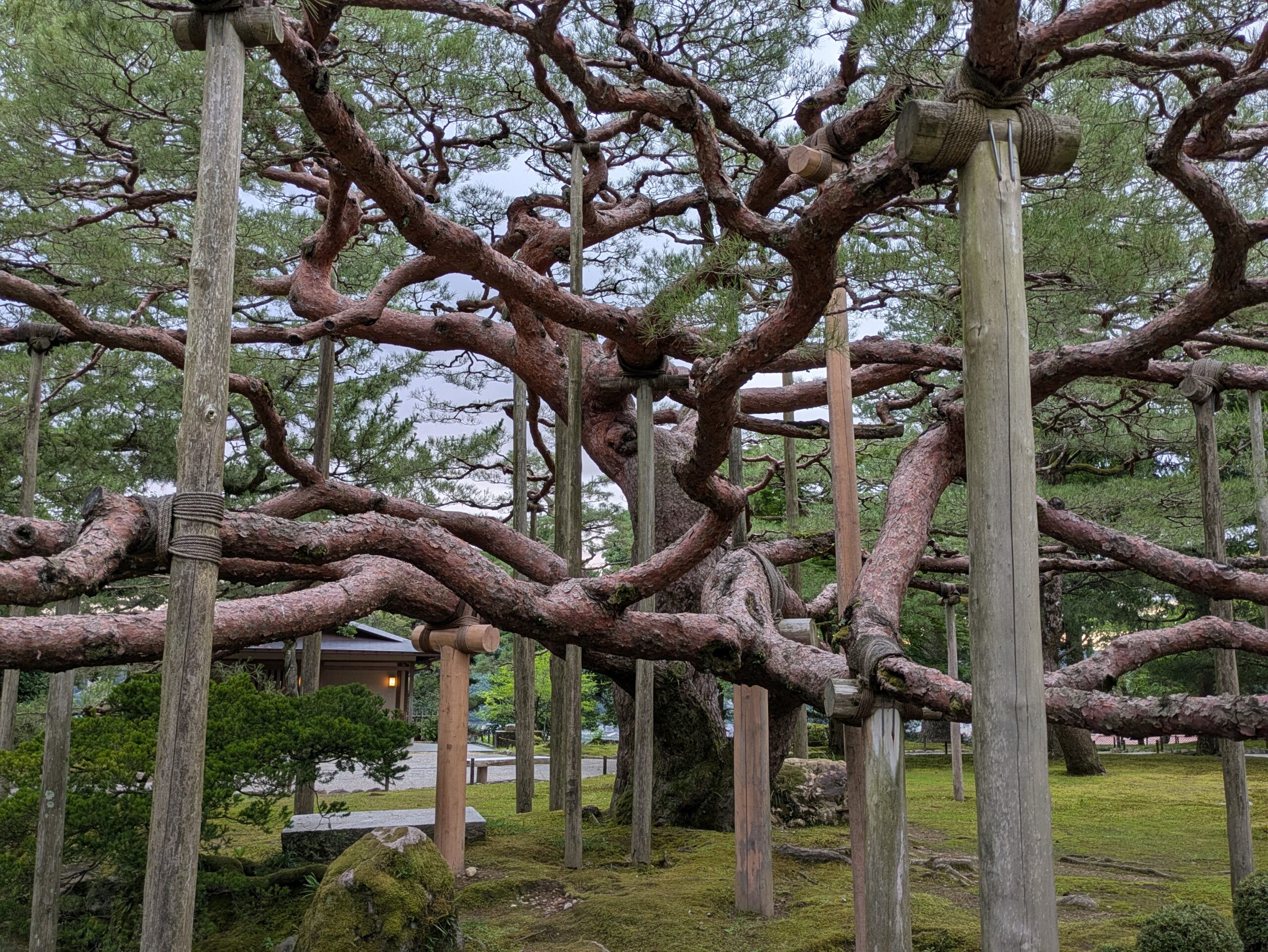 支柱に支えられ四方へ枝を広げる兼六園の松