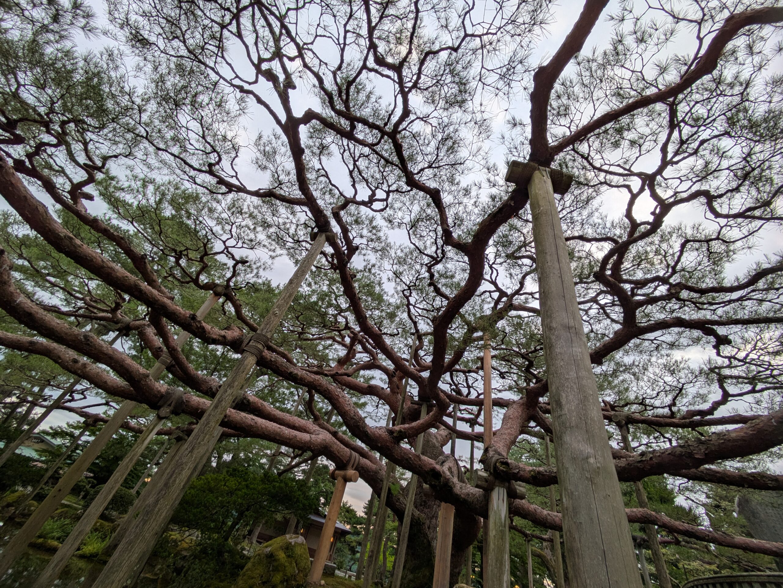 真下から見上げた兼六園の根上松の枝