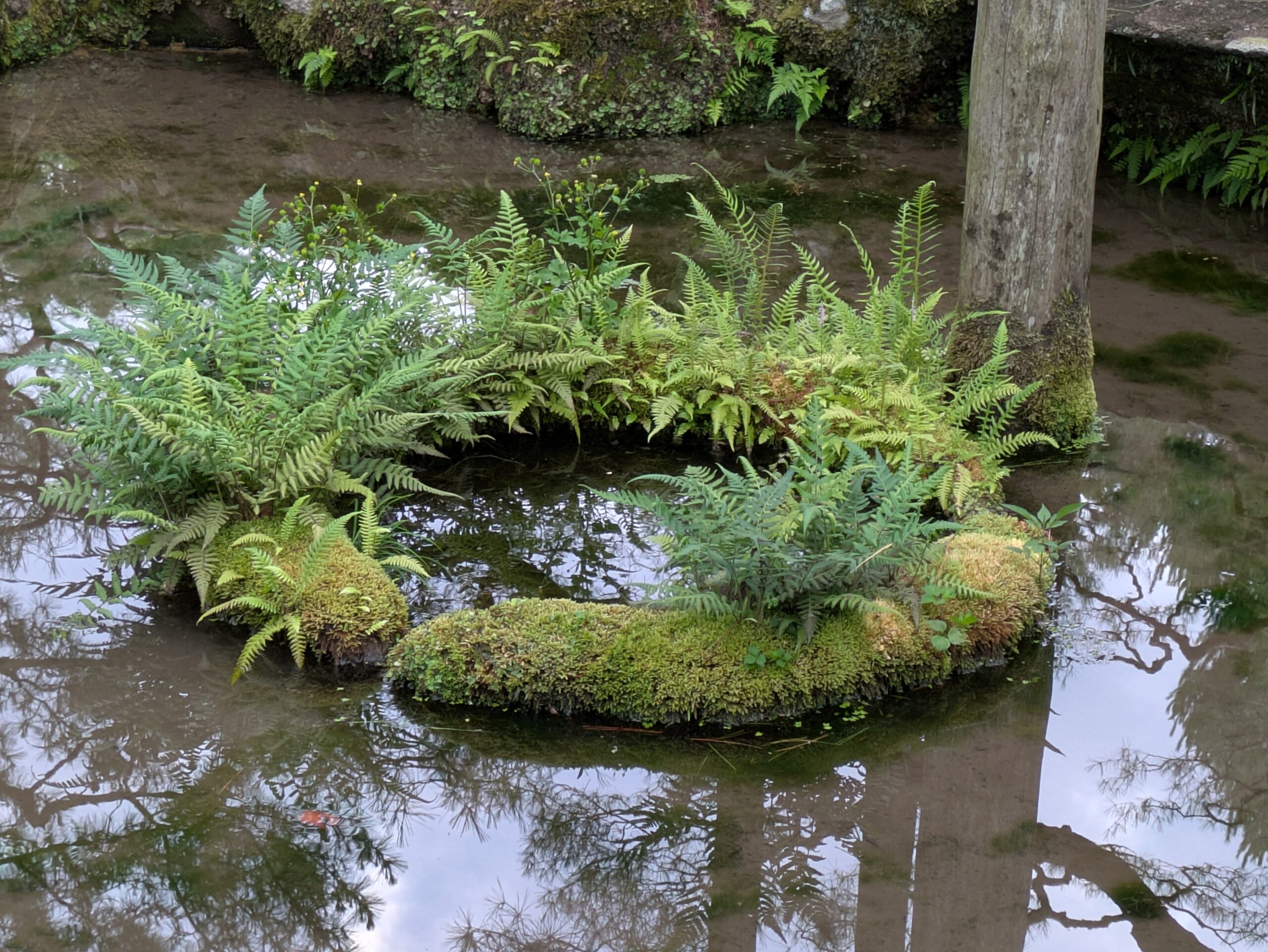 苔に覆われた小島にシダが生える兼六園の小さな景色