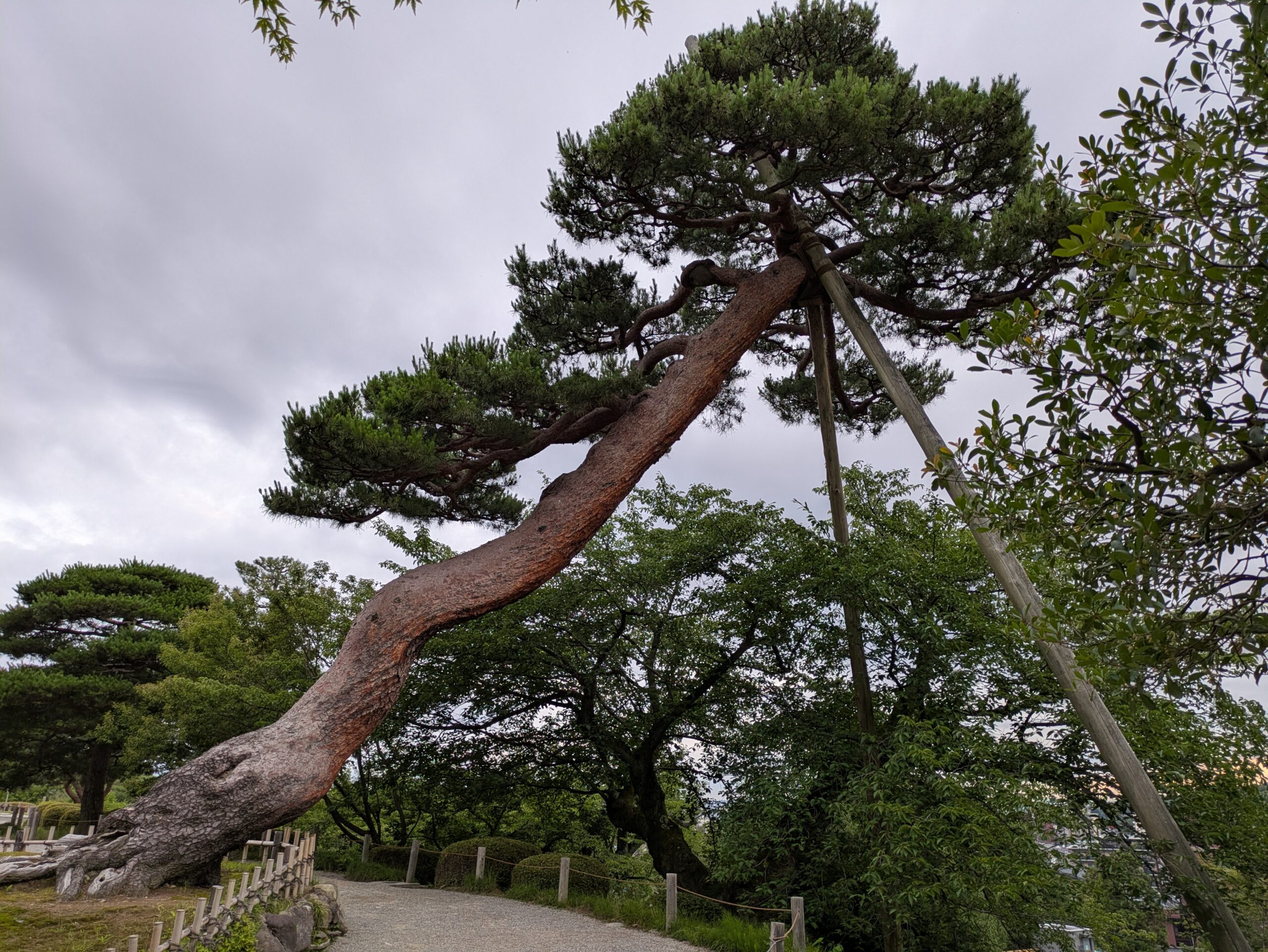 支柱に支えられながら大きく傾く兼六園の赤松
