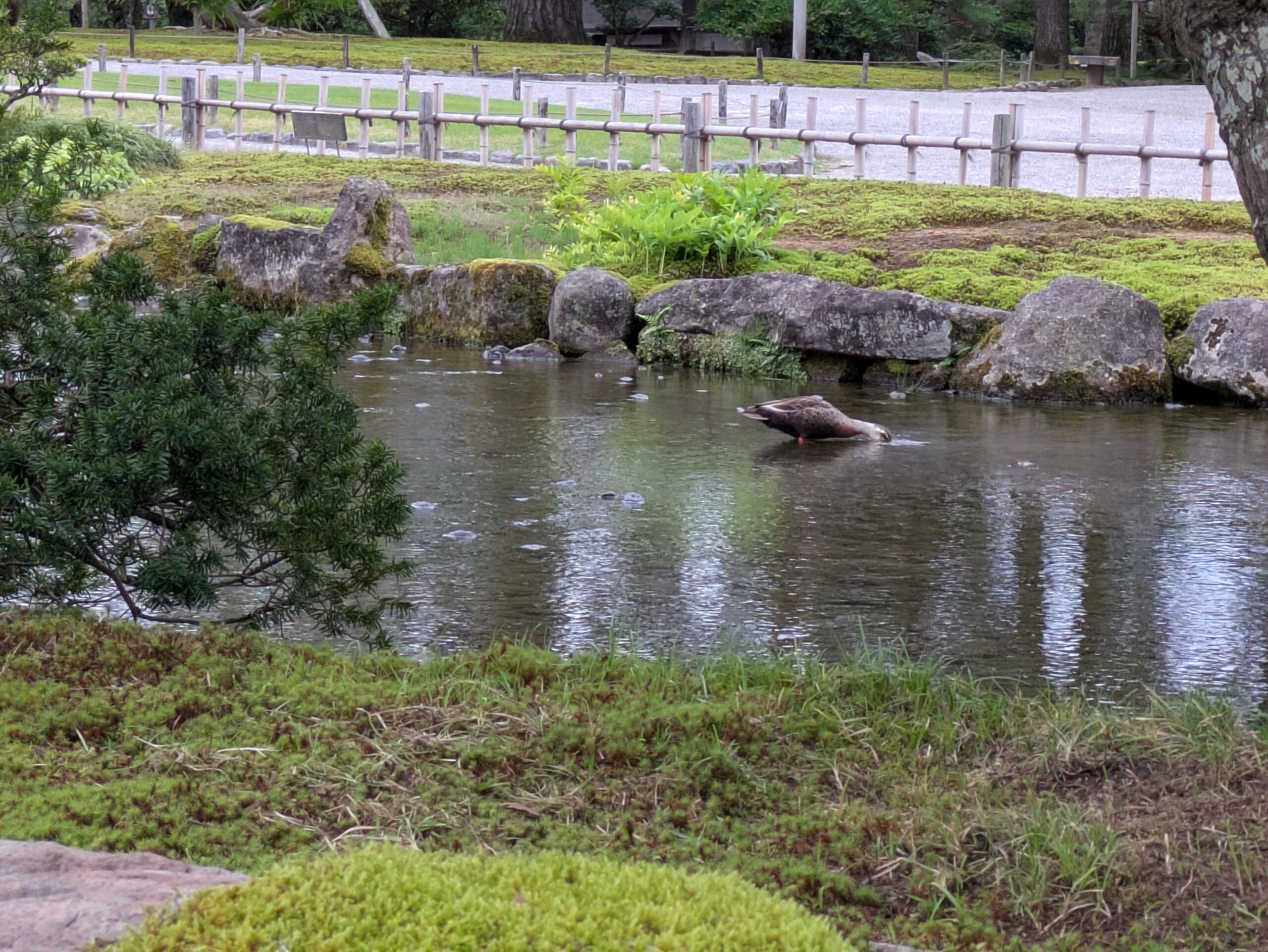 兼六園の池の浅瀬で餌を探すカモ