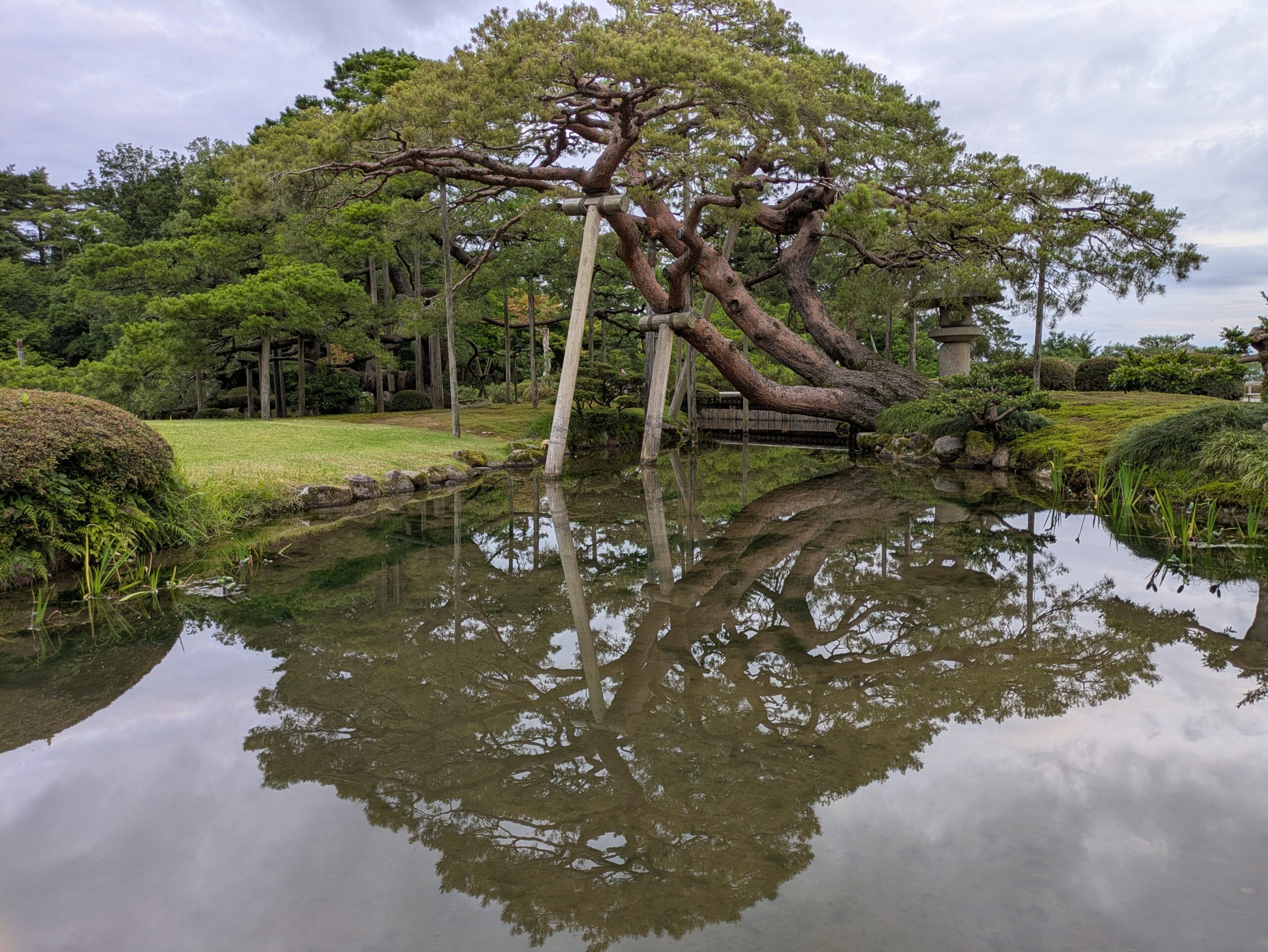 池に枝を伸ばす兼六園の唐崎松。水面に綺麗に反射した姿も映っている