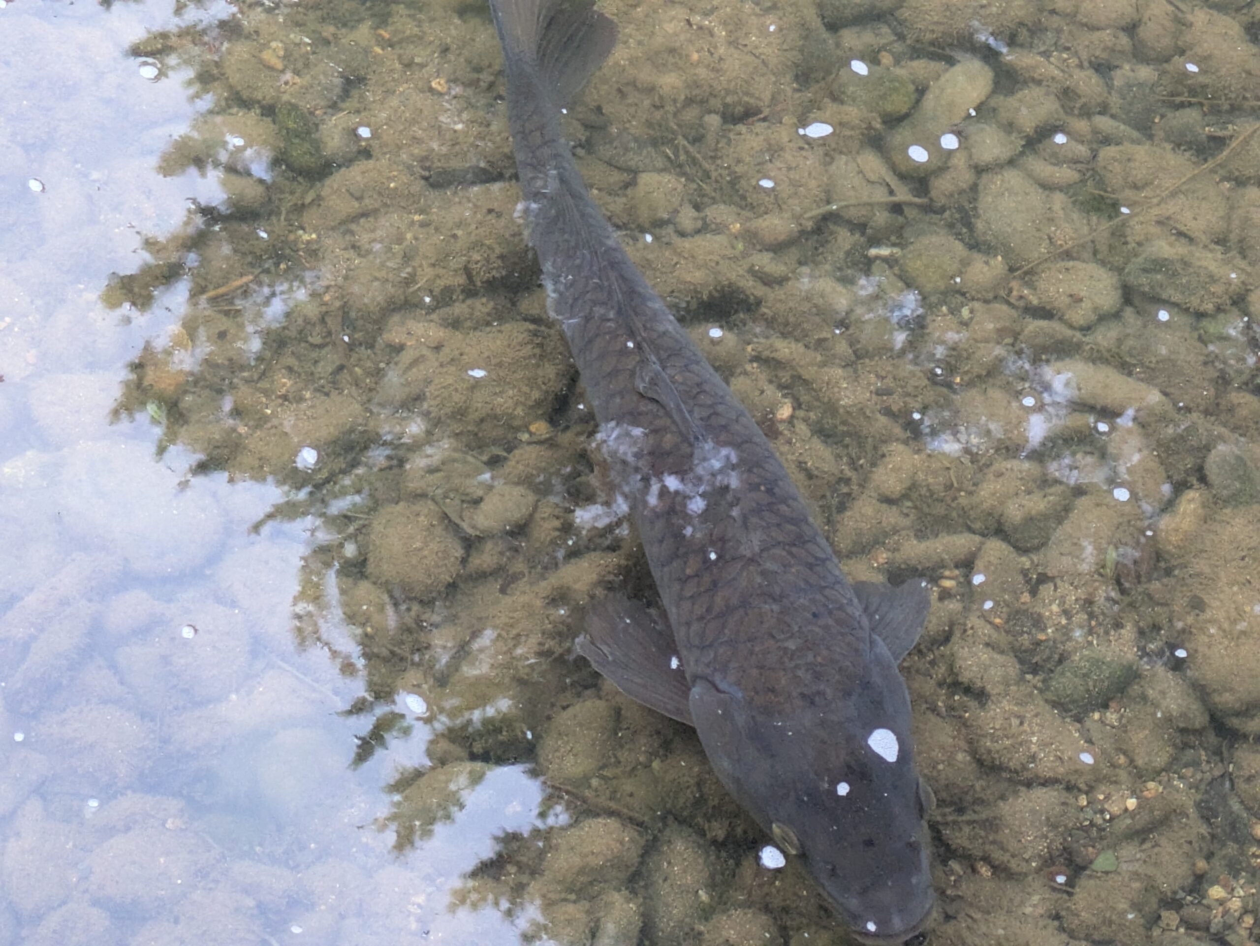 兼六園の池を泳ぐ大きなコイ