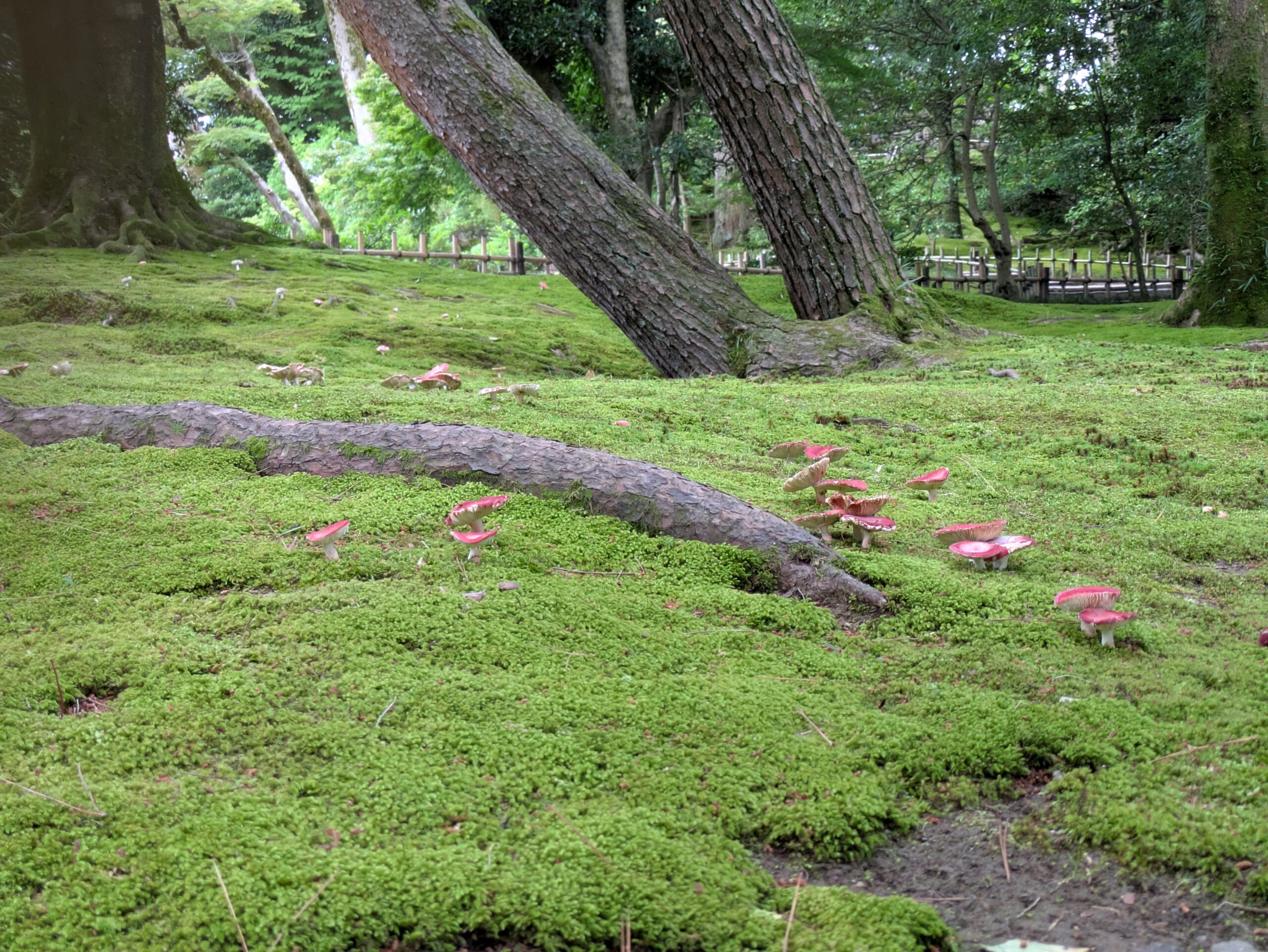 苔地に点々と発生したドクベニタケの群生