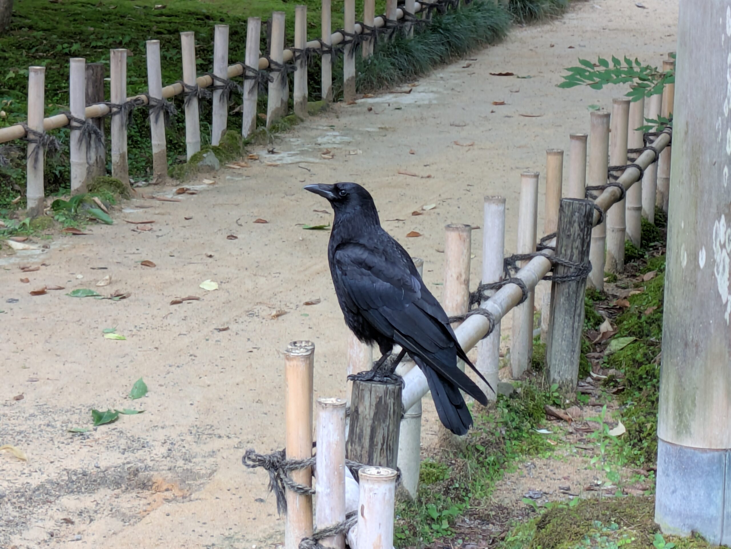 兼六園の園路で人を気にせずたたずむハシブトガラス
