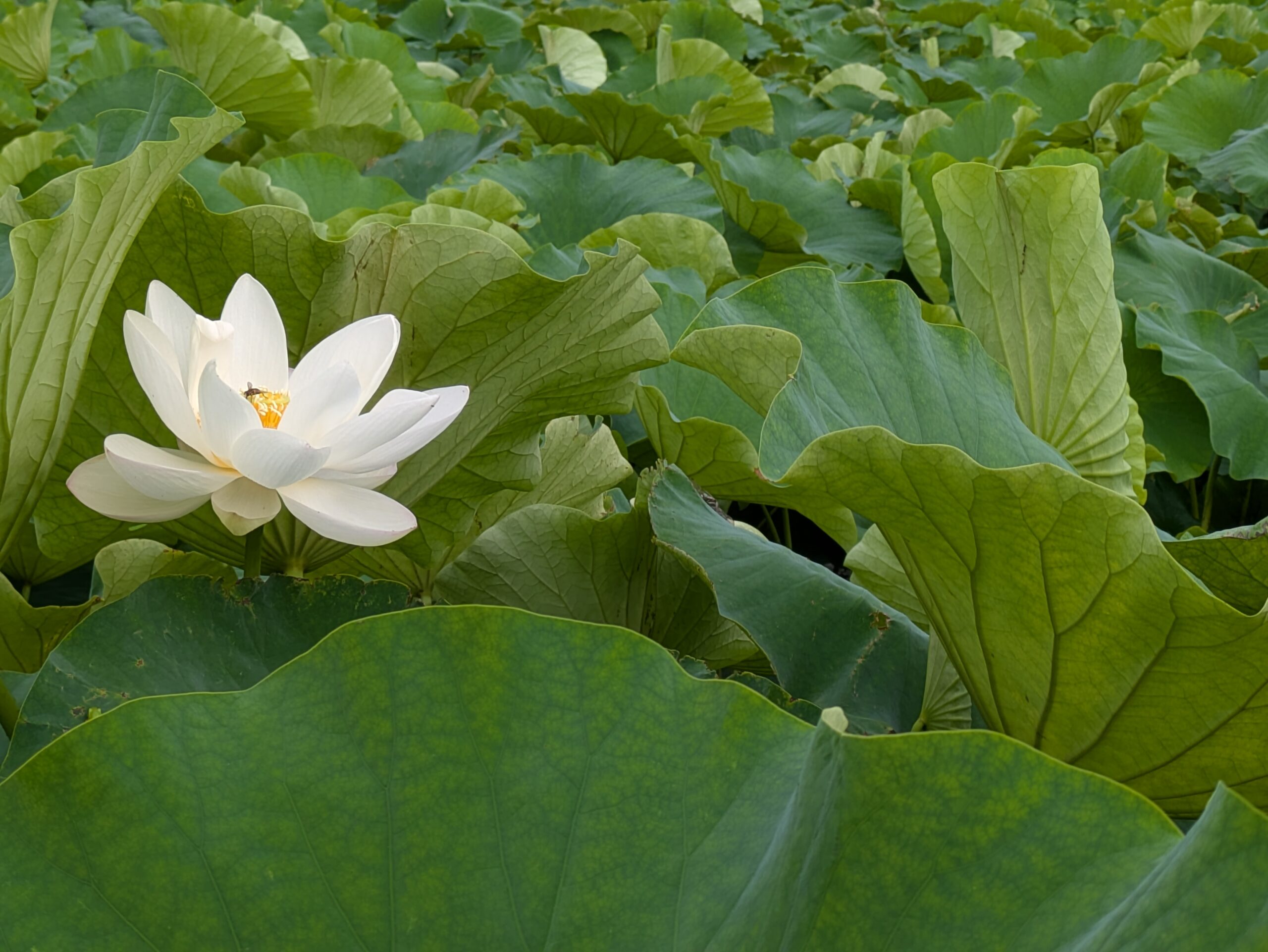 加賀れんこん畑で咲く白いハスの花と花に止まるハチ
