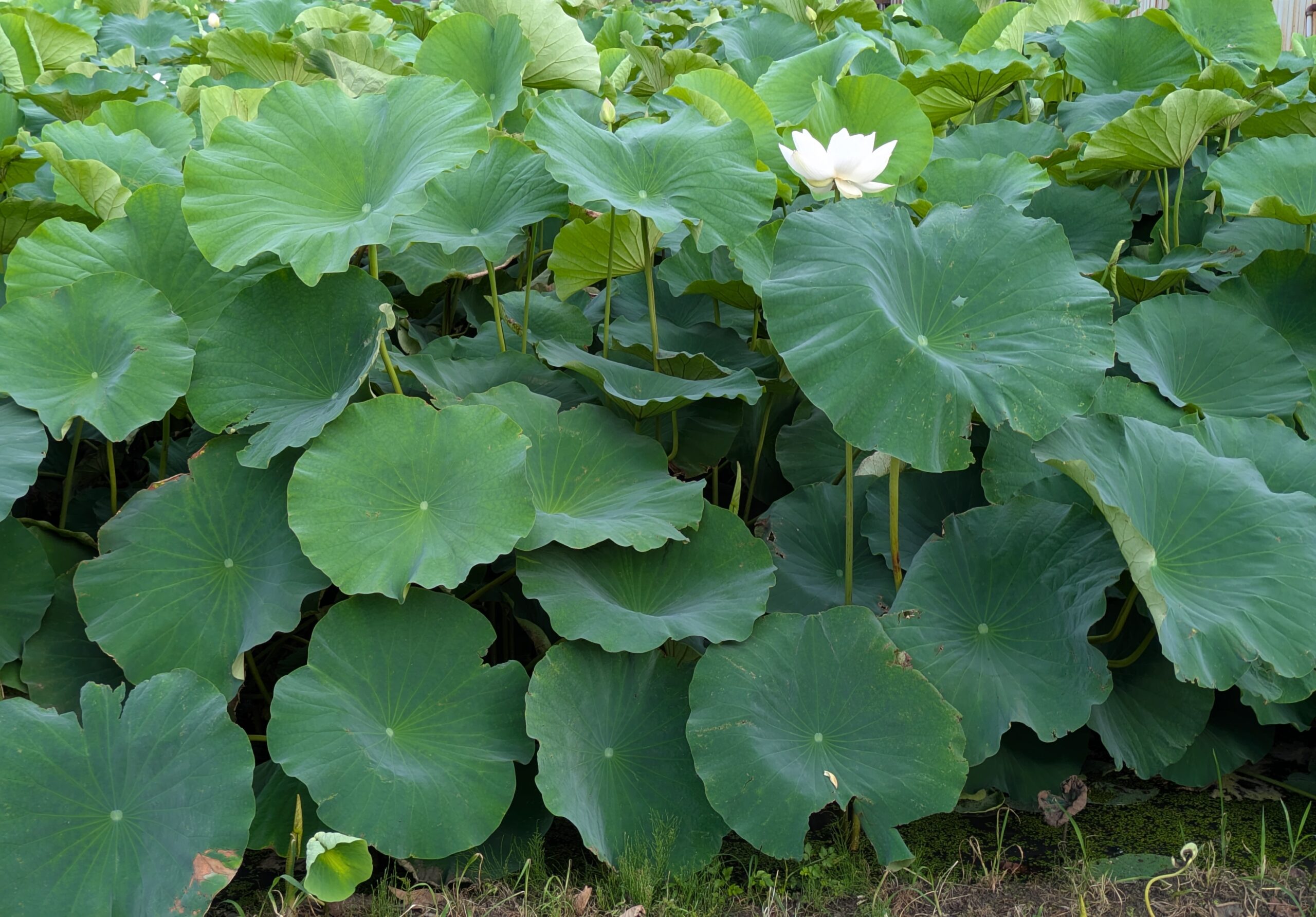 加賀れんこん畑で咲く白いハスの花