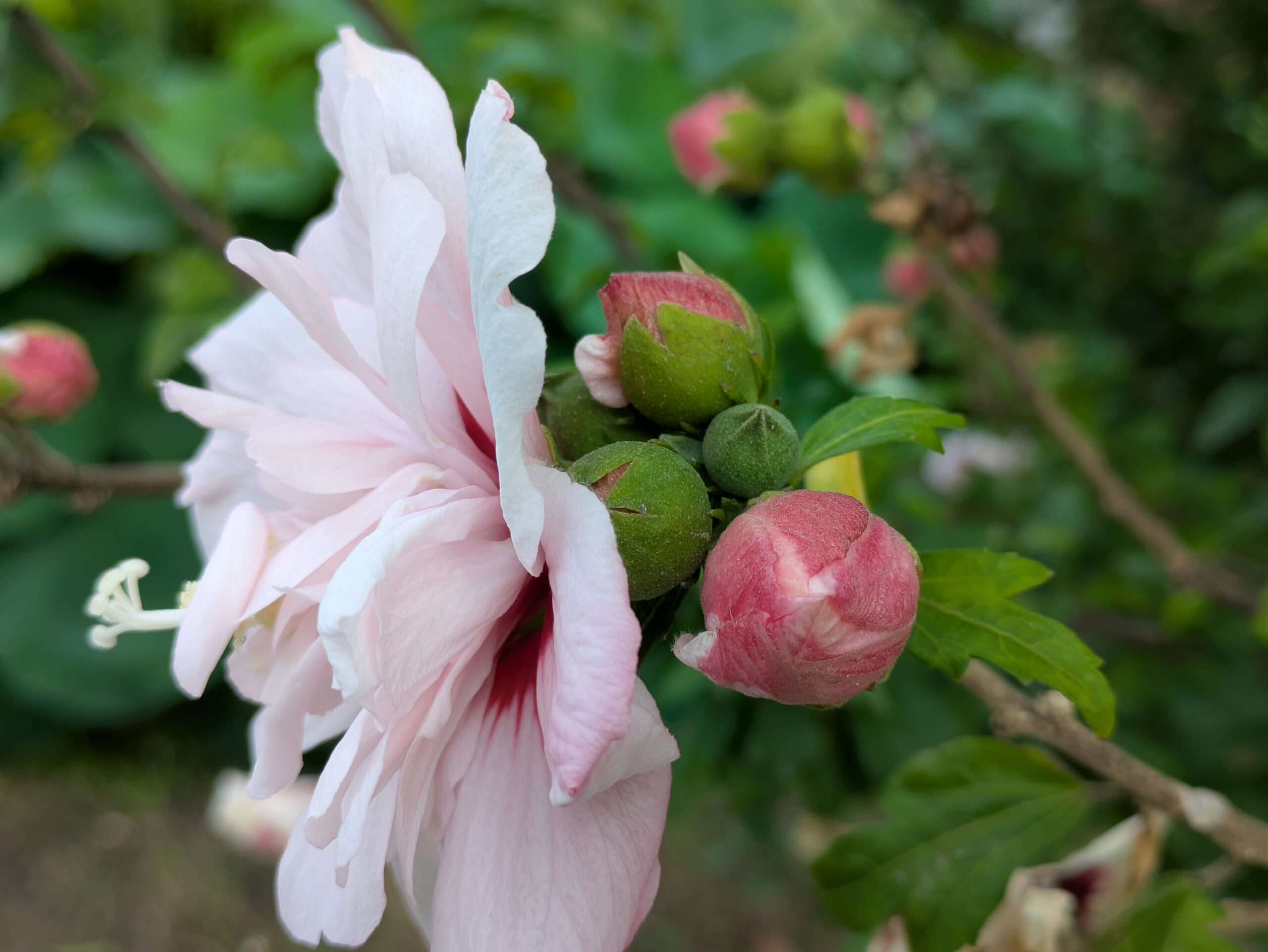 道で見つけた白とピンクの八重咲のムクゲを横から見た花びらの後ろにいくつものツボミがついている