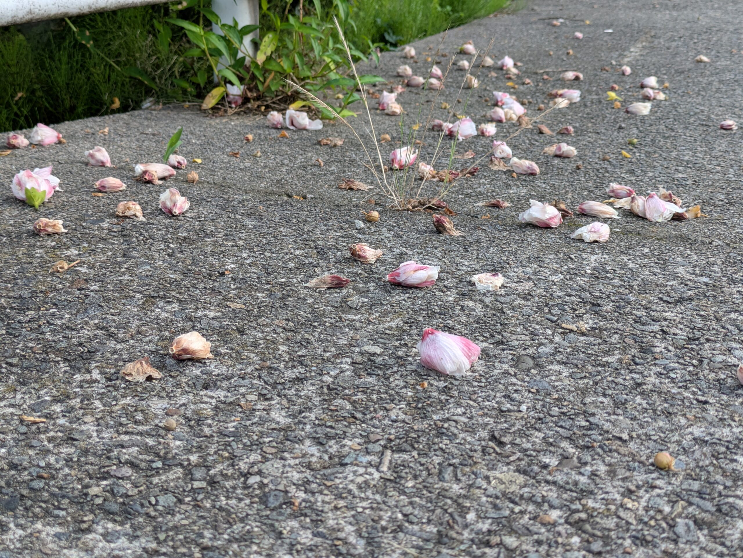 地面に落ちるたくさんの白いムクゲの花