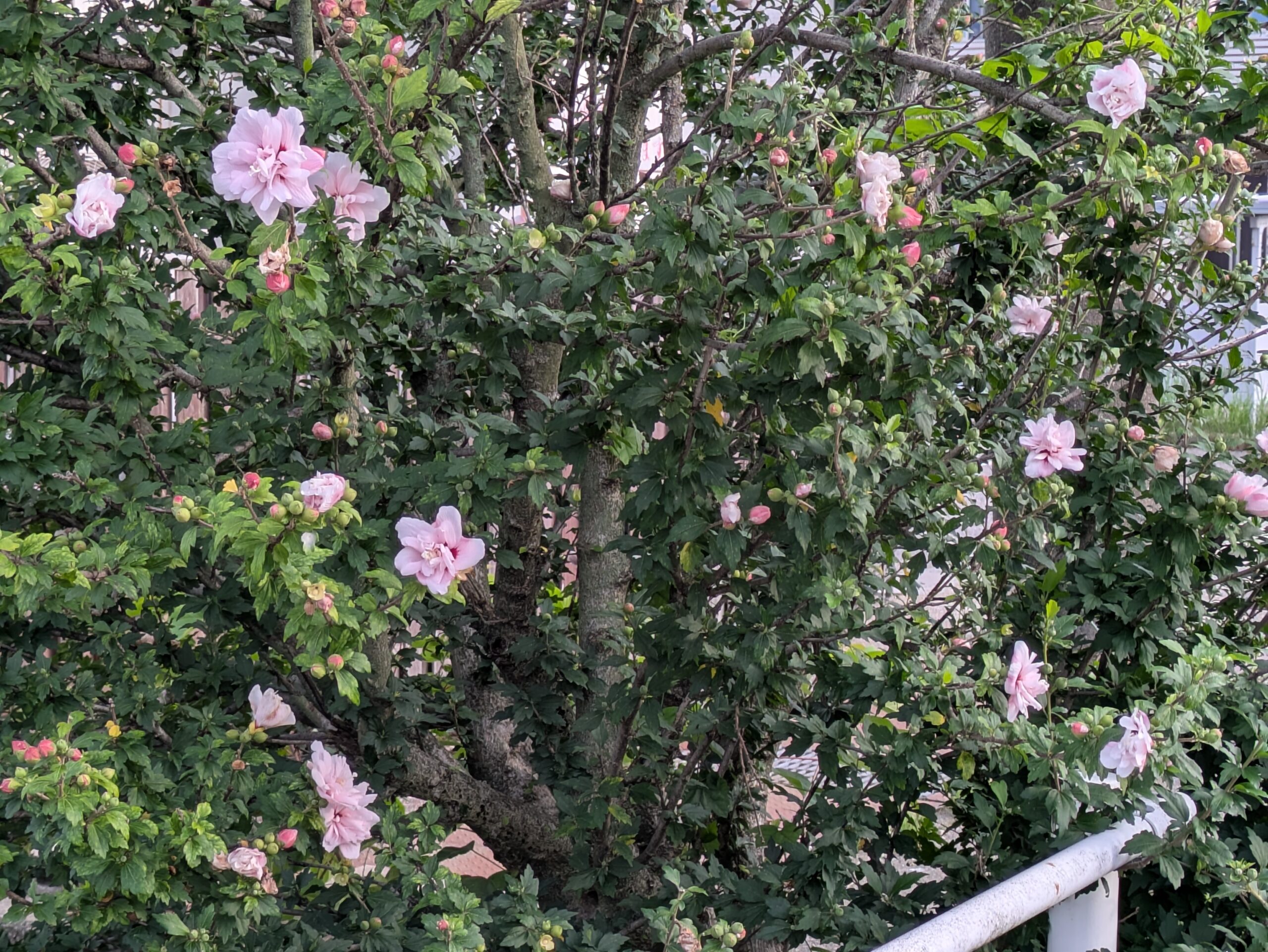 たくさんの花が咲いているムクゲの木