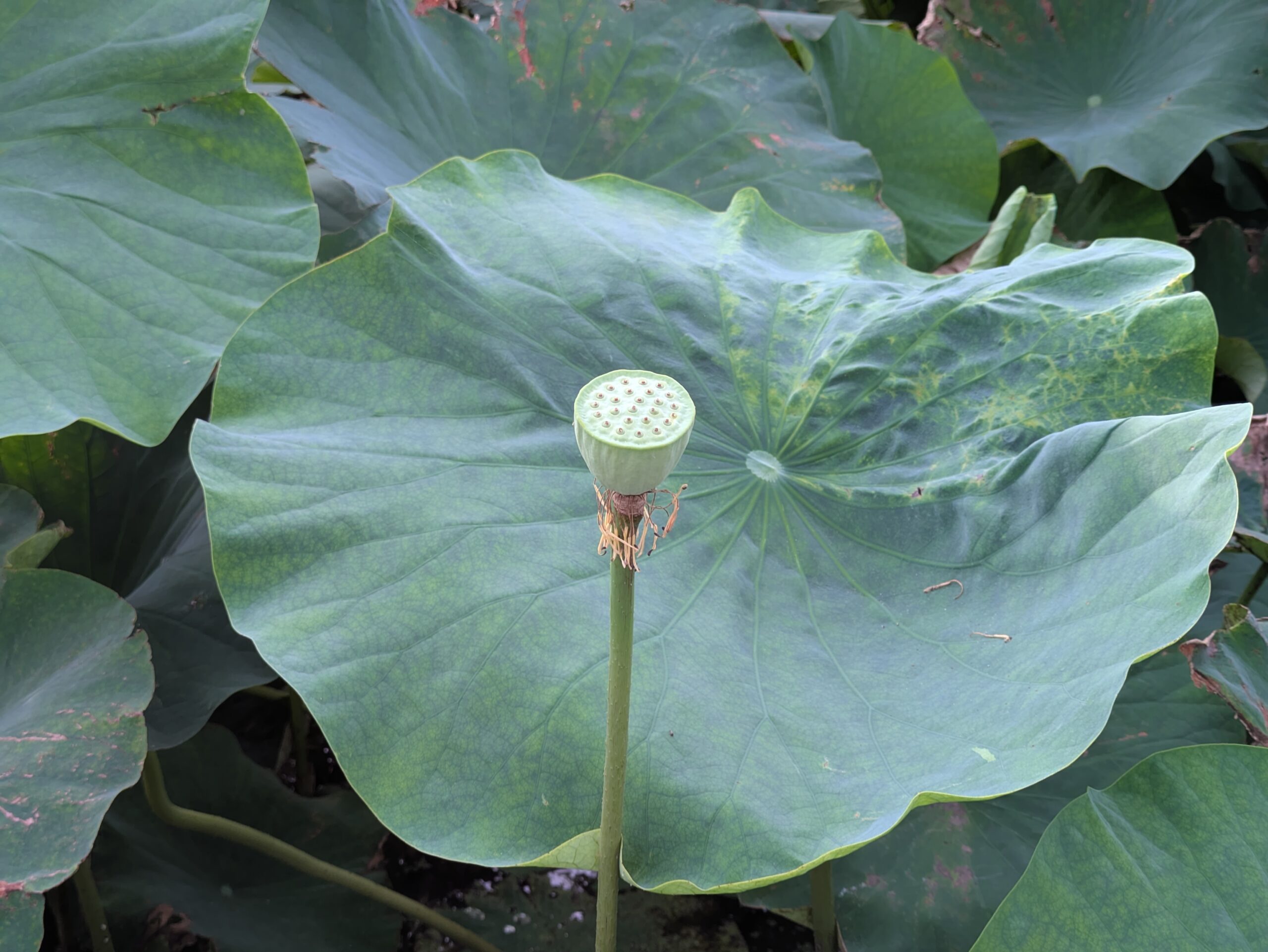 加賀れんこんの花が枯れた後の花托（果托）