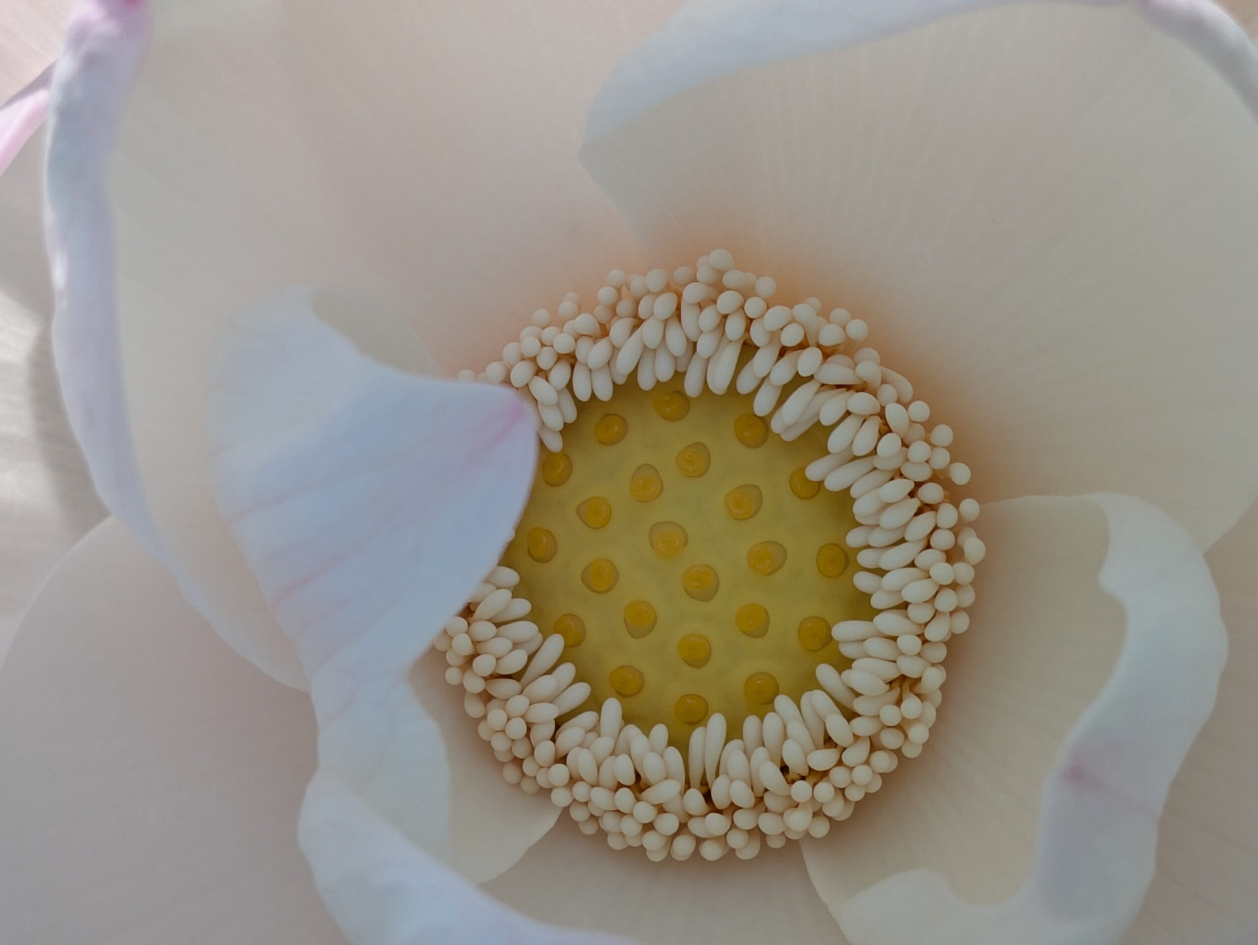 真上から見た加賀れんこん畑で咲く白いハスの花の花托