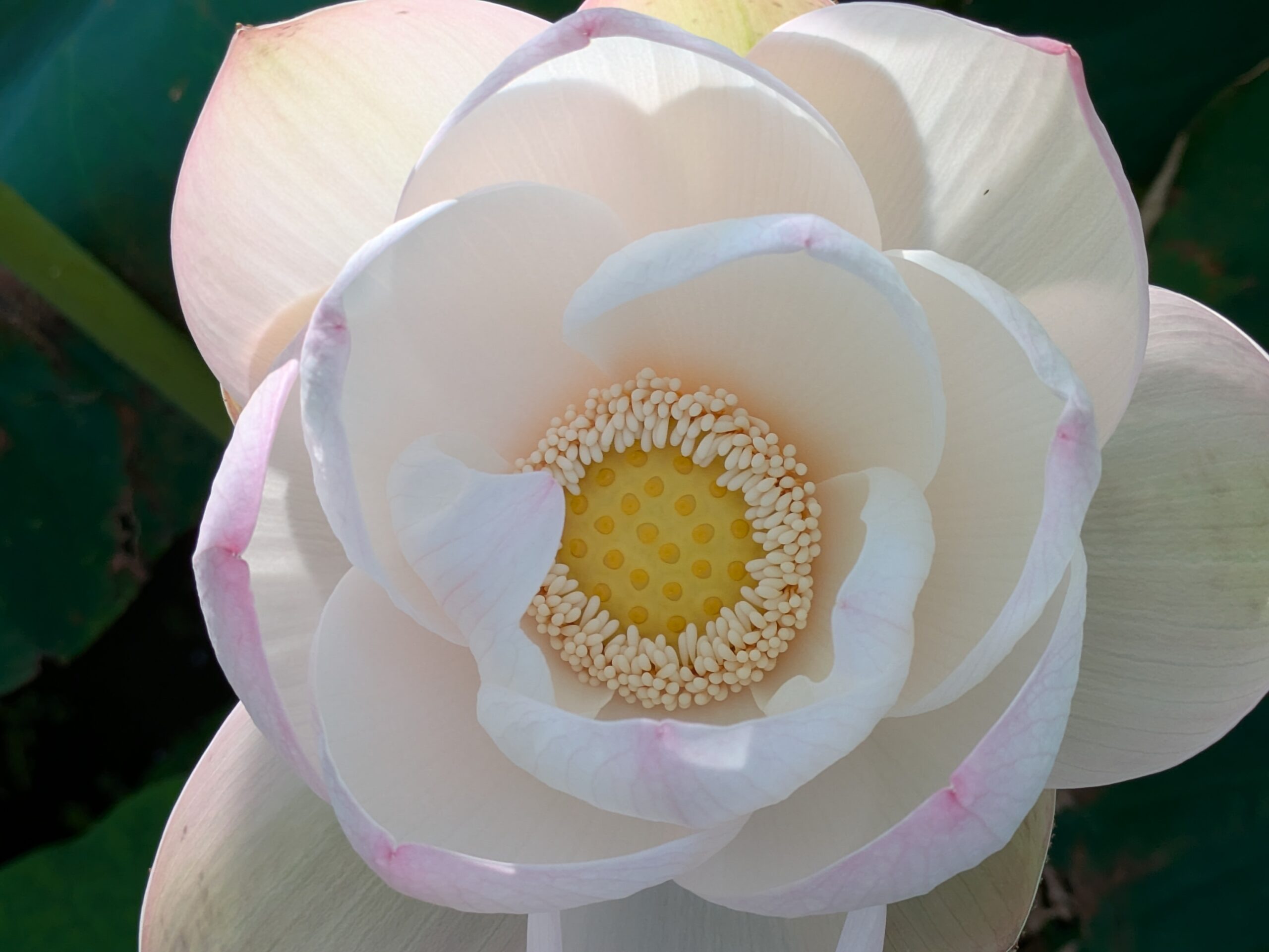 真上から見た加賀れんこん畑で咲く白いハスの花