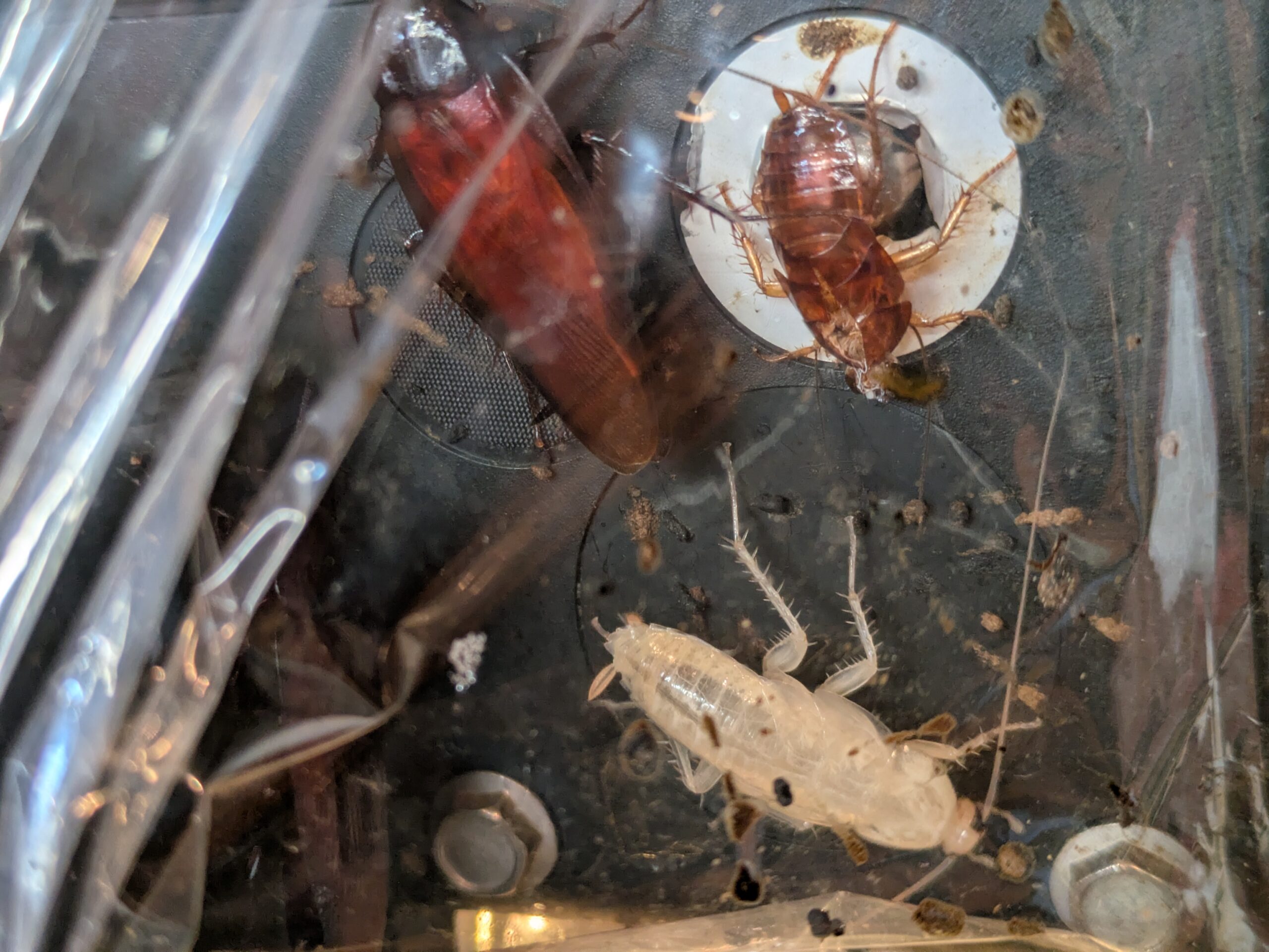 成体のクロゴキブリ、脱皮直後の白い体のゴキブリ、脱皮殻が一緒に映っている