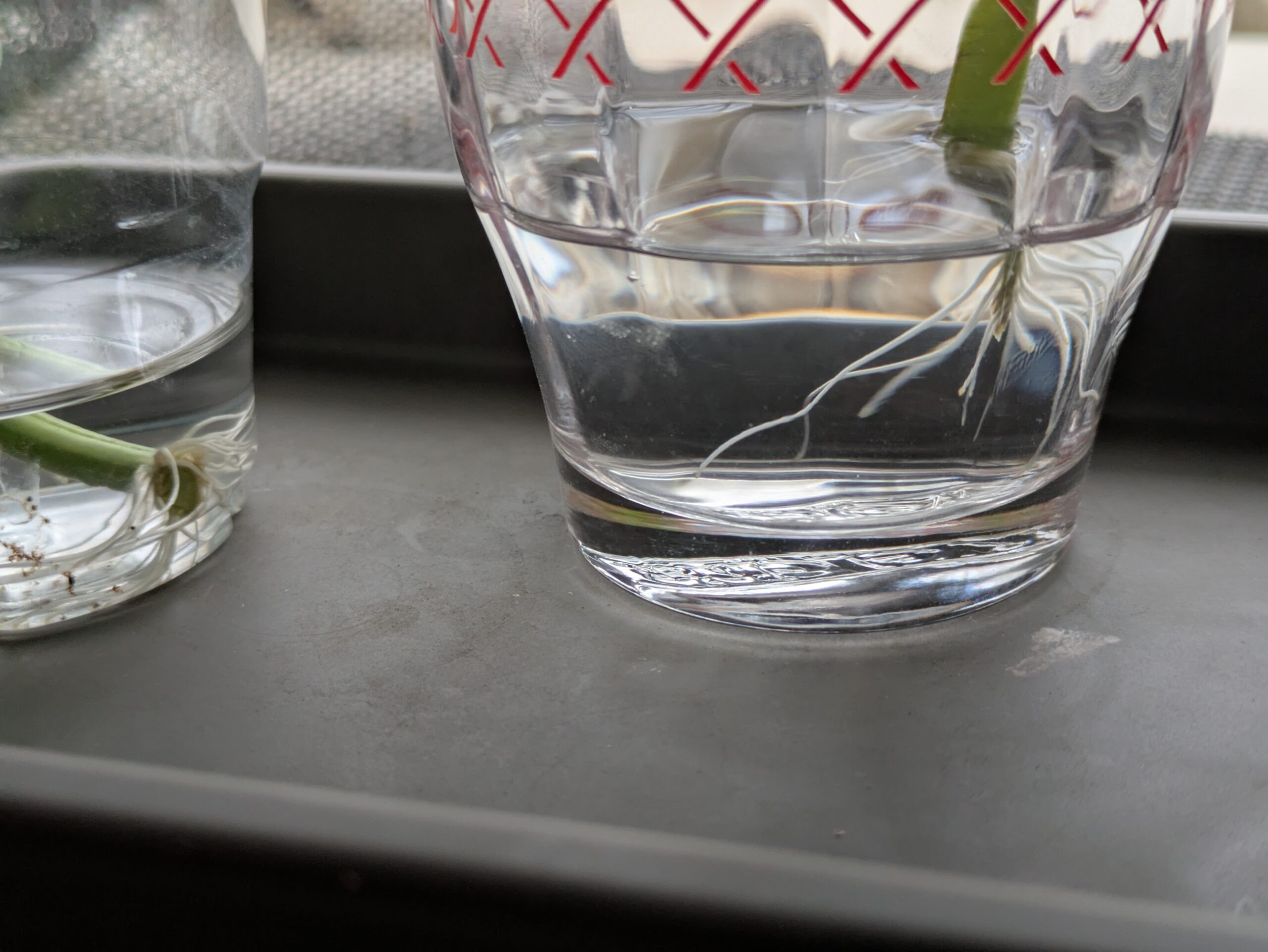 水につけたバジルから発根している様子