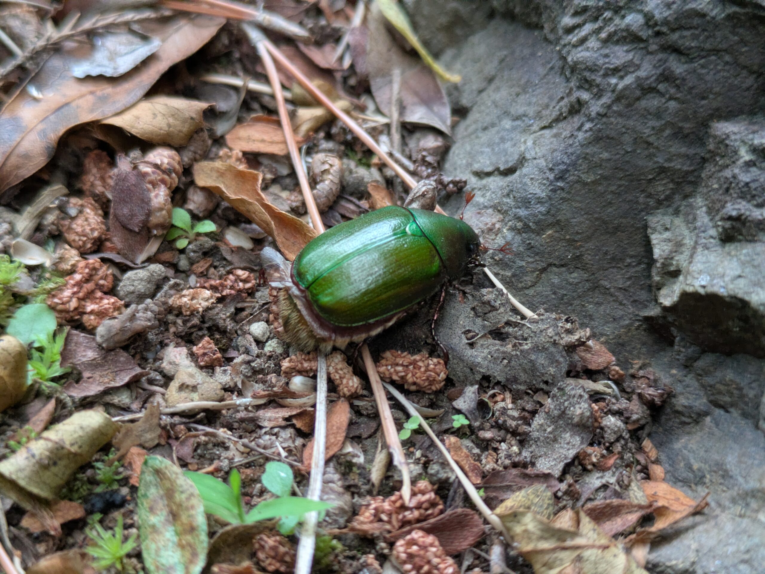 バジルの天敵の一つであるアオドウガネ