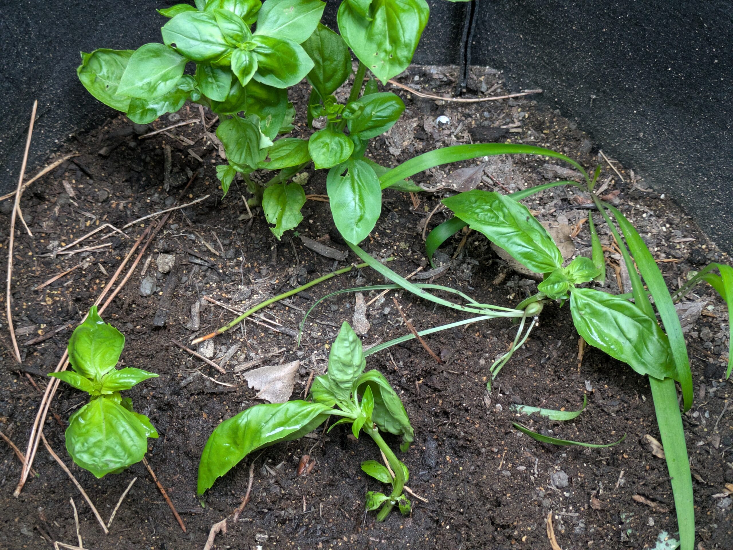 発根したバジルを鉢に植えた様子