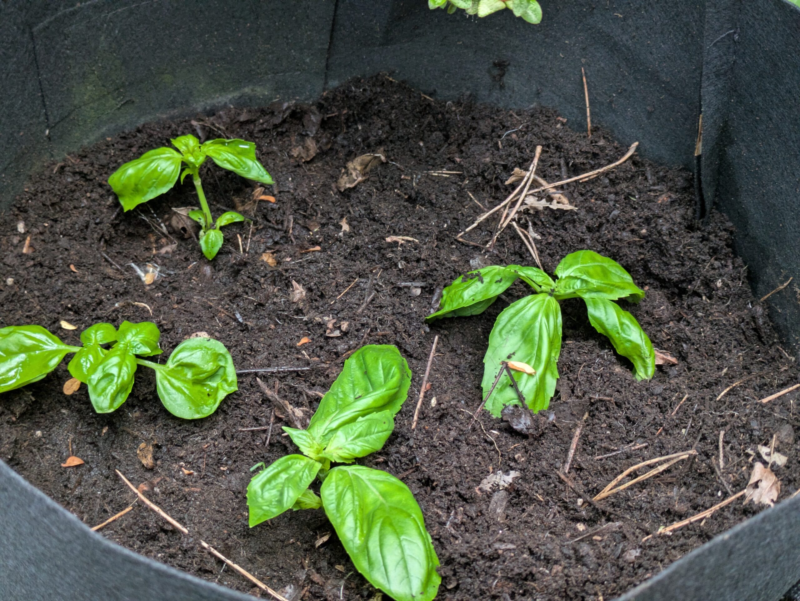 バジル４株を新たに植えた