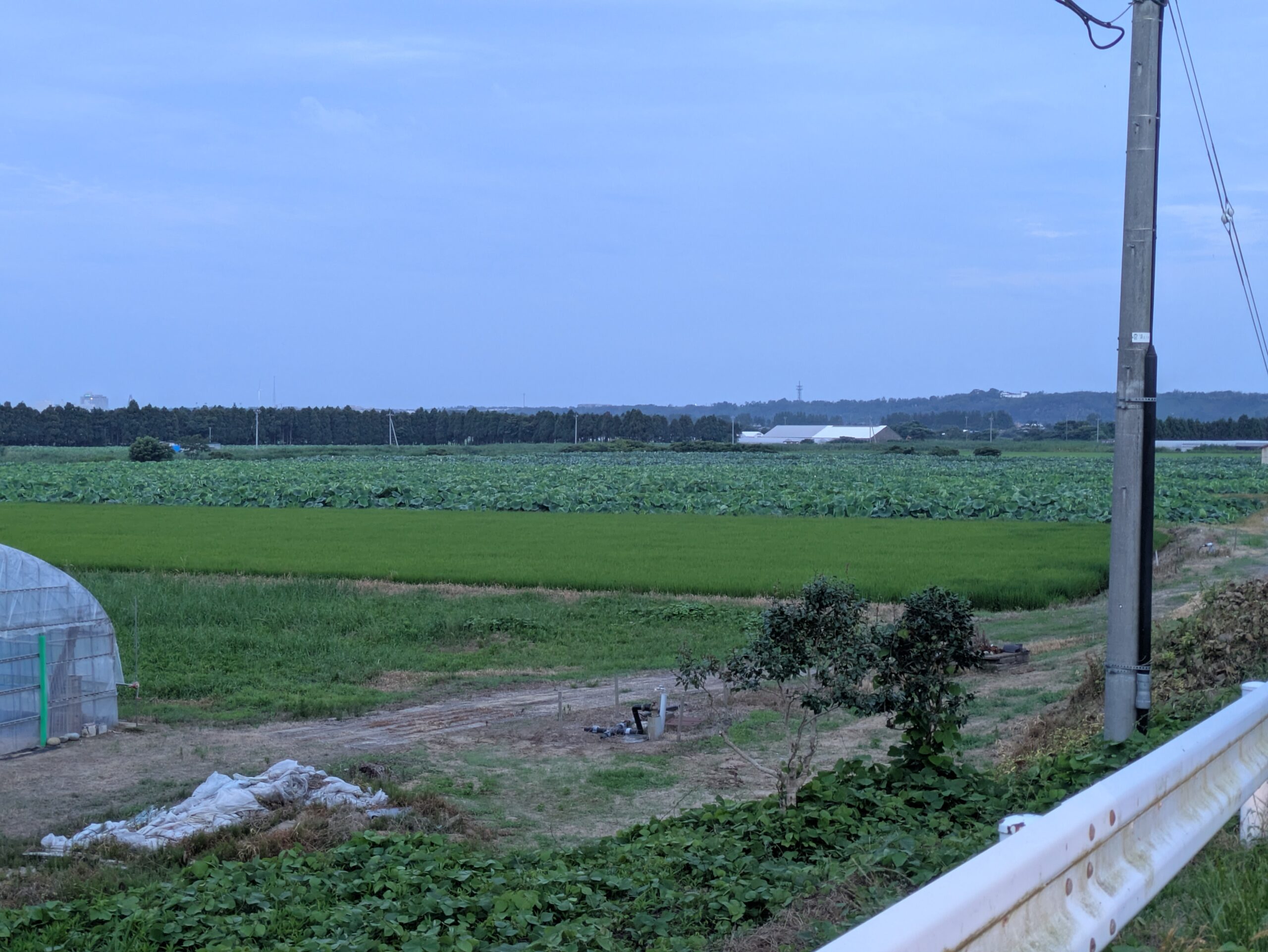 河北の干拓地に広がる加賀れんこん畑