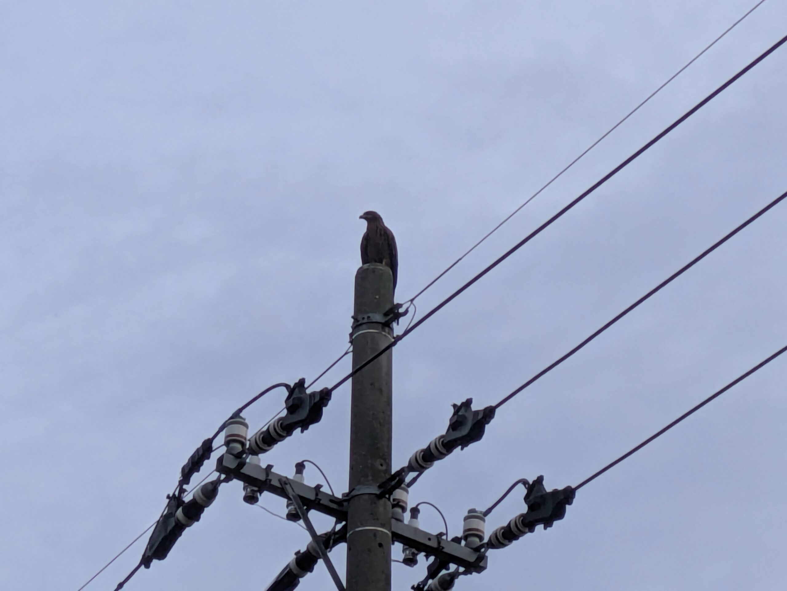 河北の干拓地で見つけた電柱の上に乗るトビ