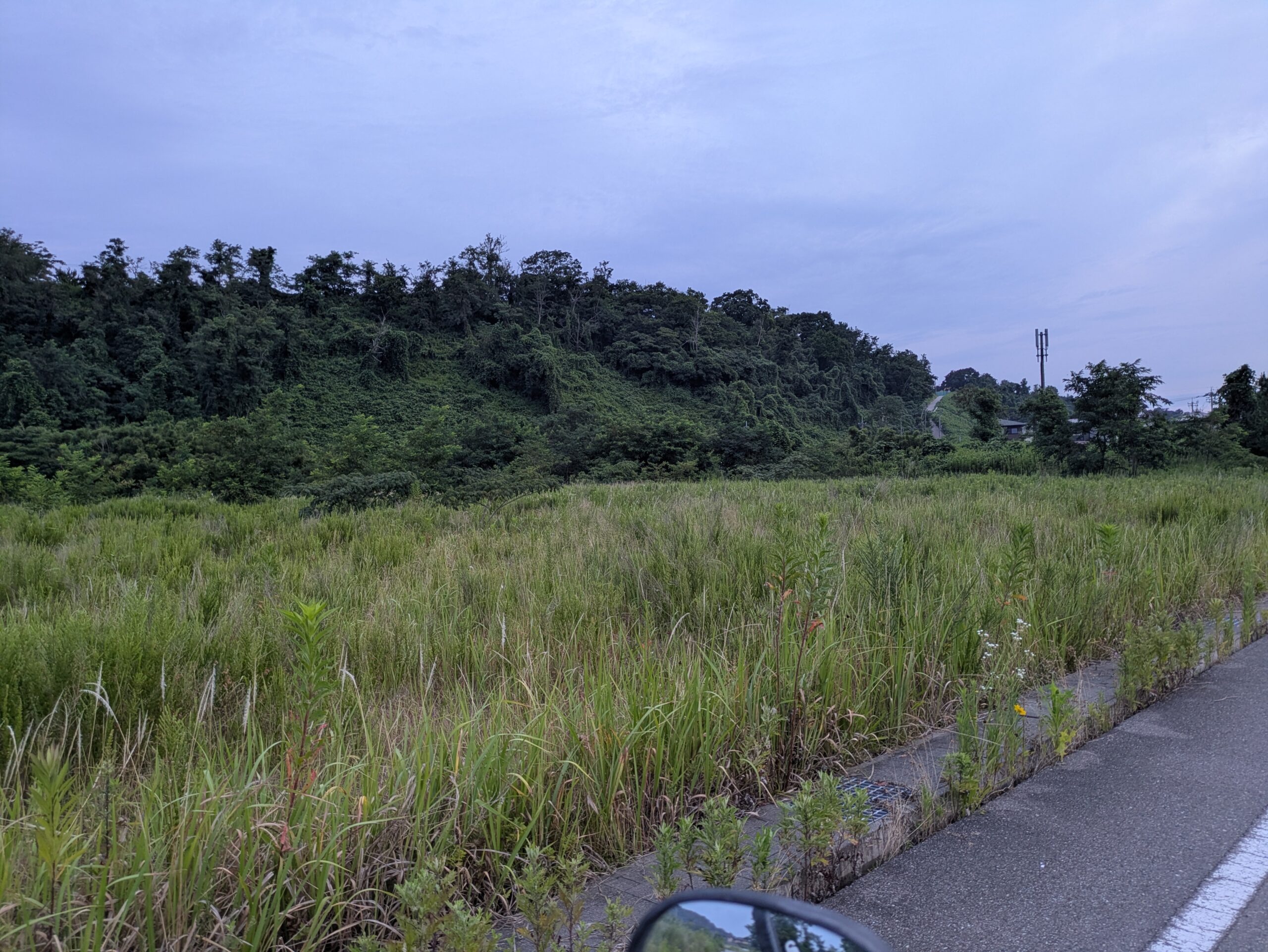 内灘海岸手前に広がる内灘砂丘。多くの植物が茂っている
