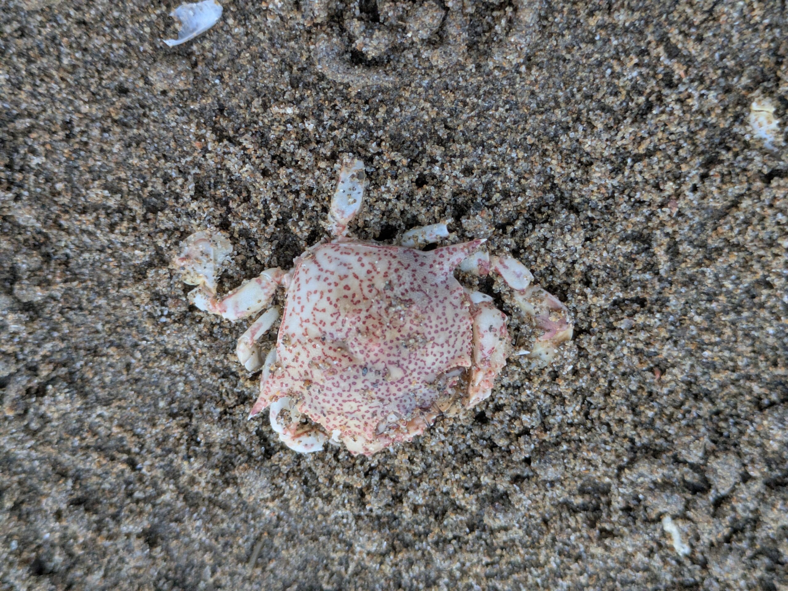 砂浜に落ちている、赤い斑点模様が特徴的なキンセンガニの甲羅の残骸。