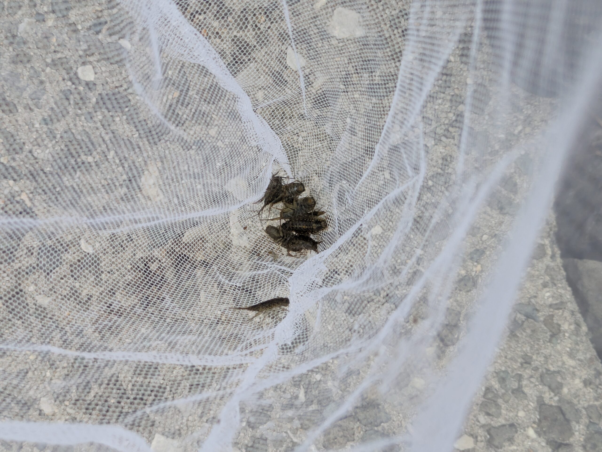 虫取り網で捕まえた、釣りエサ用の数匹のフナムシ。