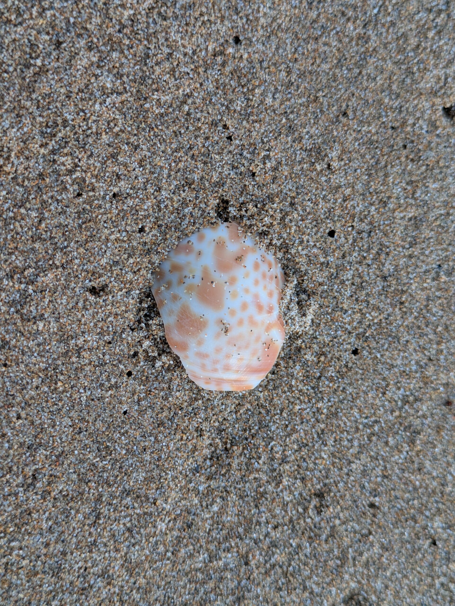 砂浜に落ちていたバイガイの貝殻の破片