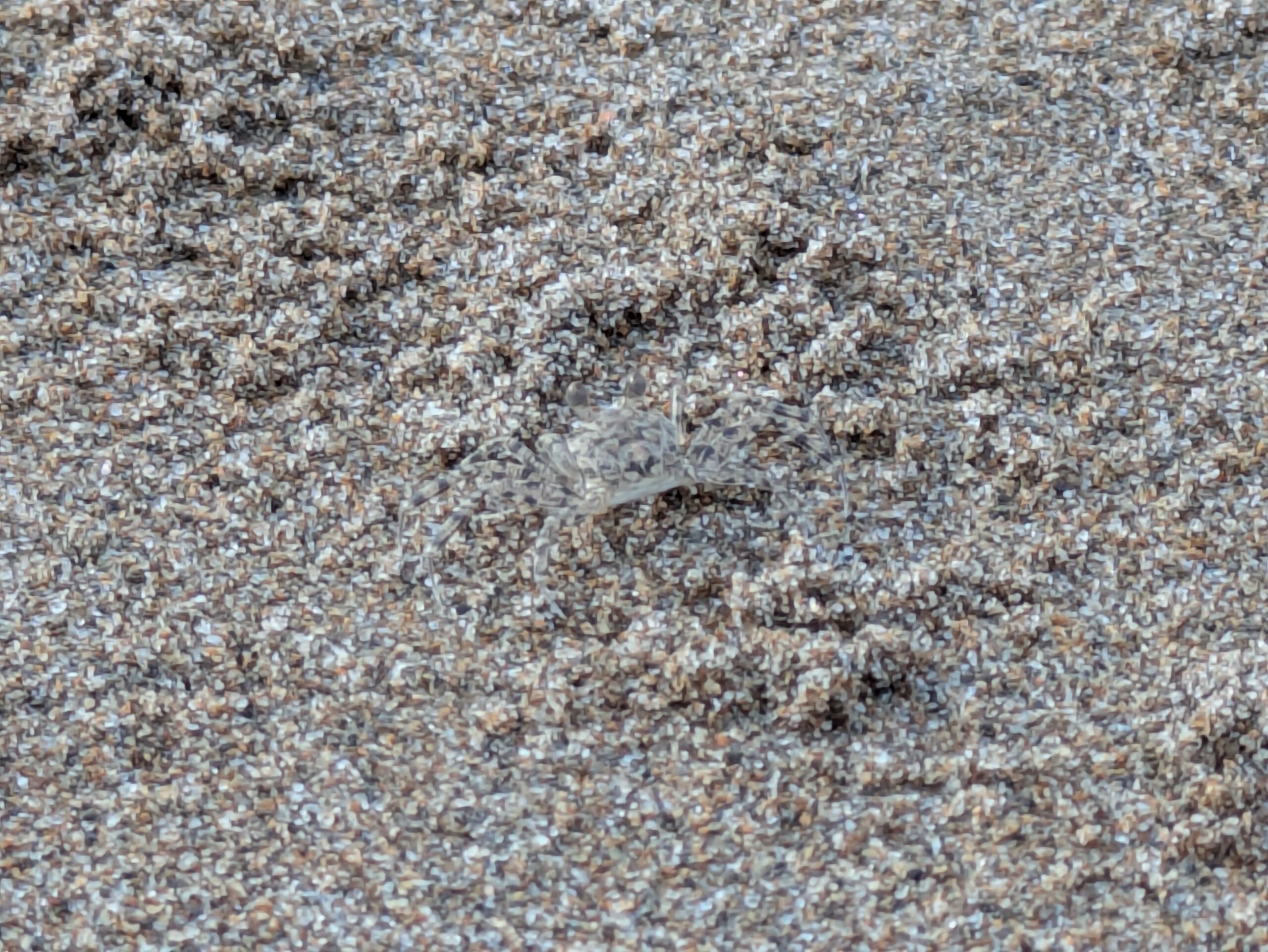 砂浜の砂粒と完全に同化するような保護色（擬態）をした、小さなスナガニの姿。
