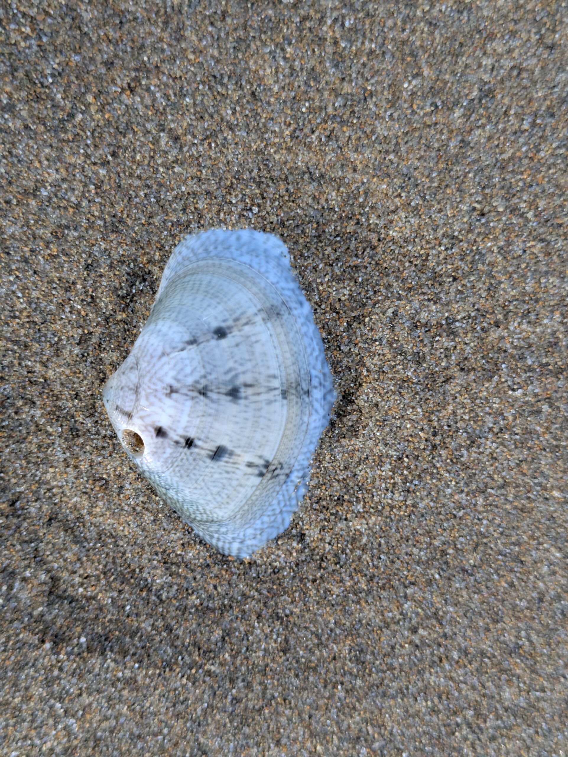 砂浜に打ち上げられた、ツメタガイに丸い穴を開けられて食べられたアサリの貝殻。